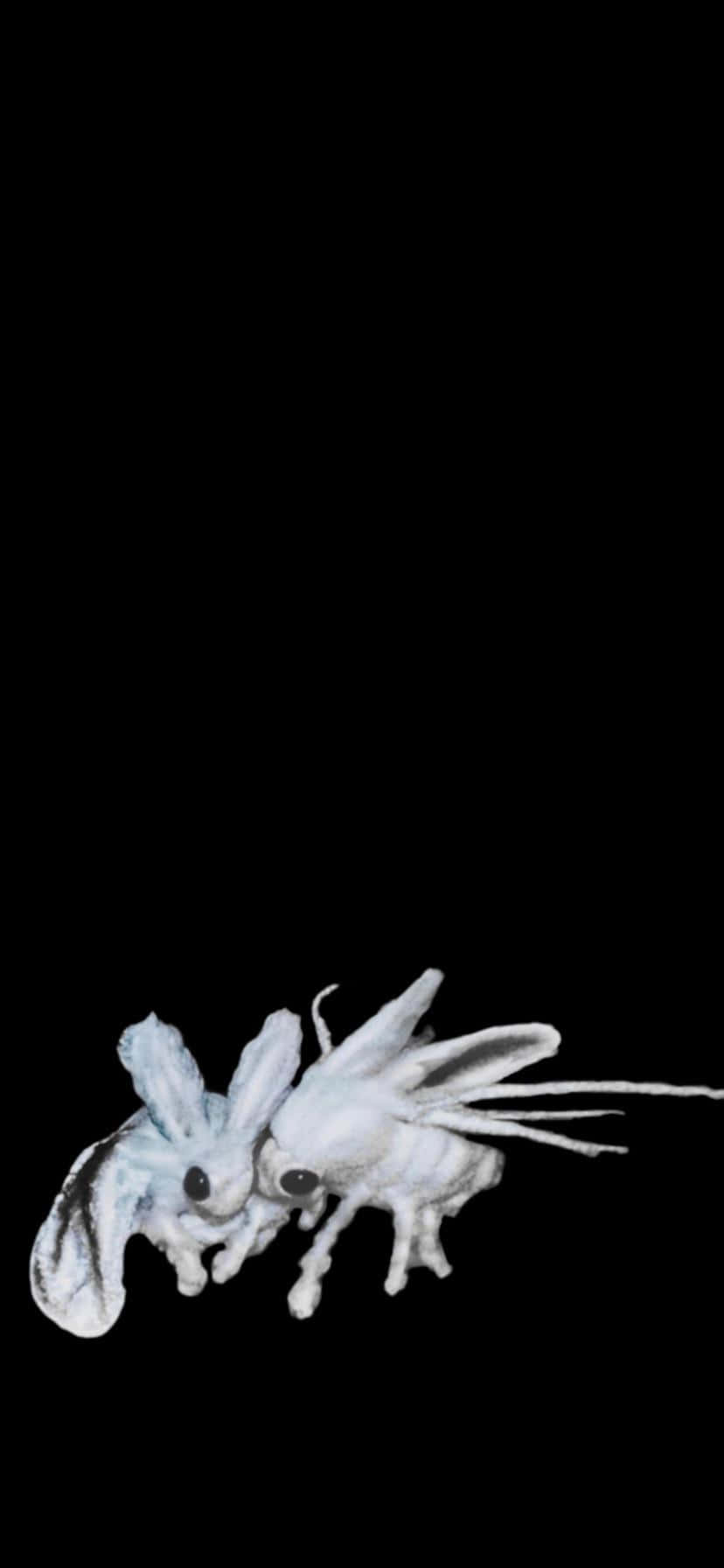 Playboi Carti iPhone 桌布 壁紙 — 兩隻白色飛蛾狀生物，有大眼睛和精緻翅膀，在純黑背景上盤旋。
