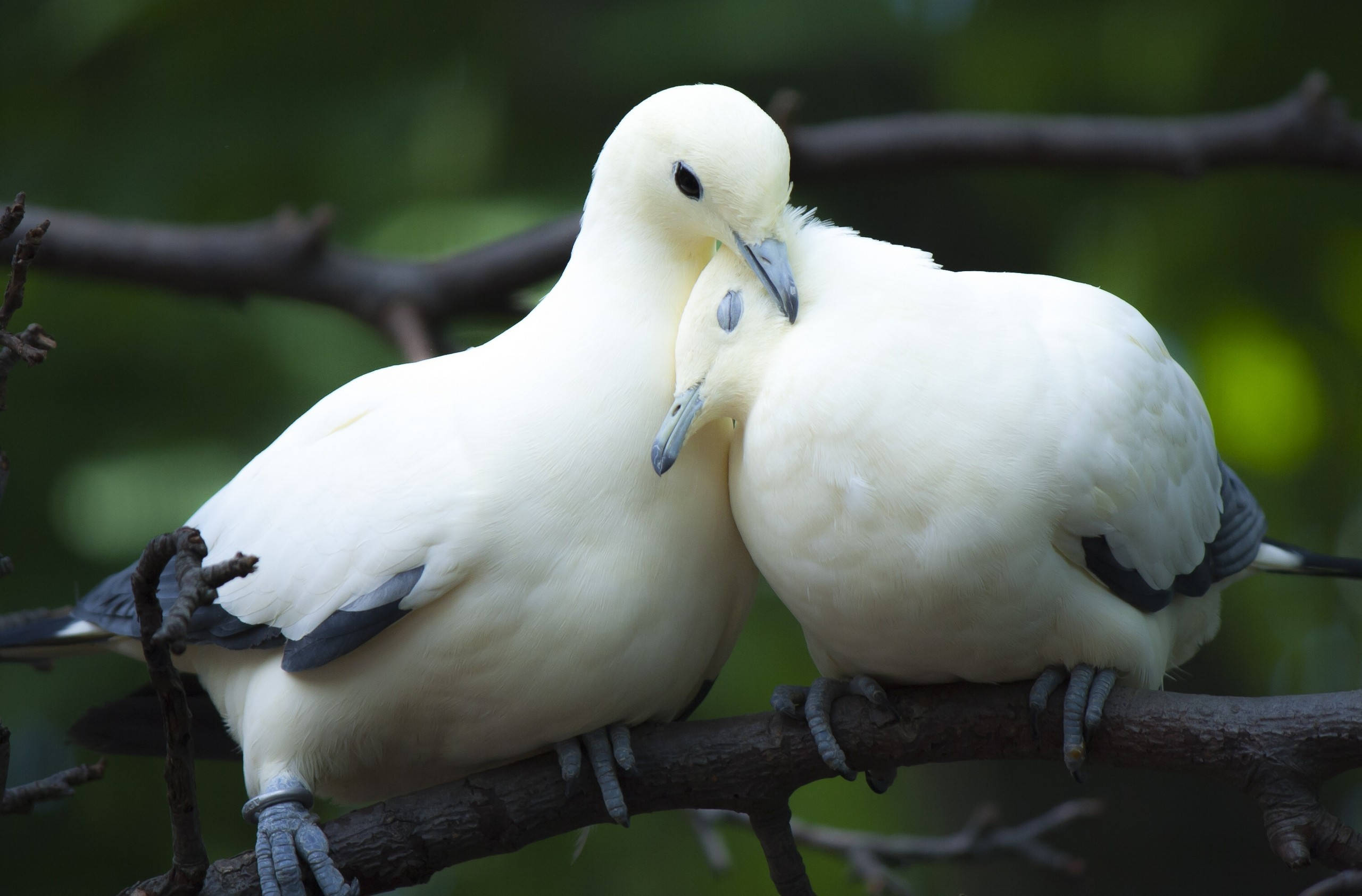 鳥 桌布 壁紙 — 兩隻白色鳥兒，翅膀尖端黑色，緊密棲息在樹枝上，鳥喙相觸，在柔和的綠色背景下展現溫馨時刻。