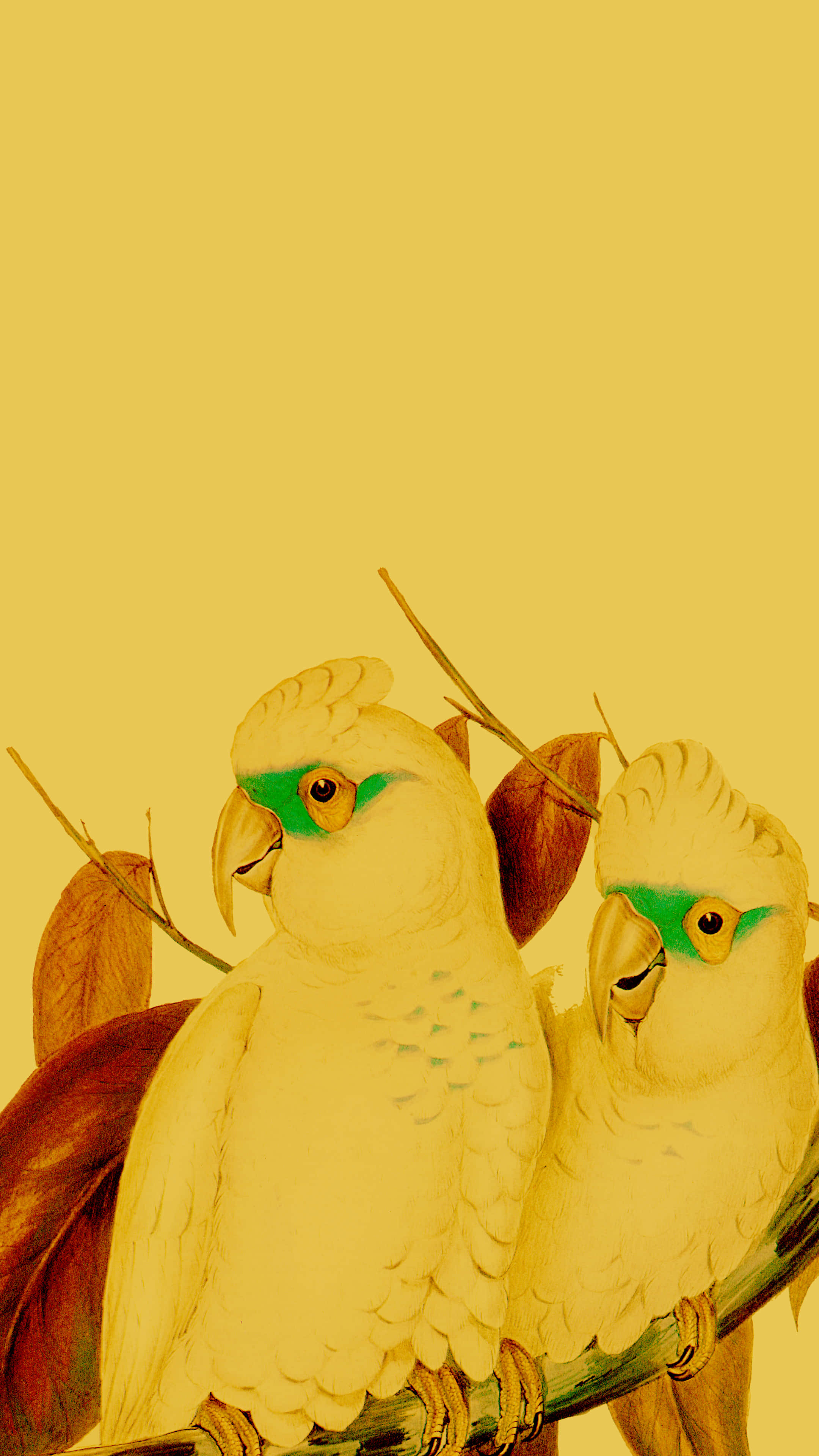 Yellow Bird 桌布 壁紙 — 兩隻白色鳳頭鸚鵡帶有綠色眼斑，緊密棲息在樹枝上，背景為純芥末黃色。