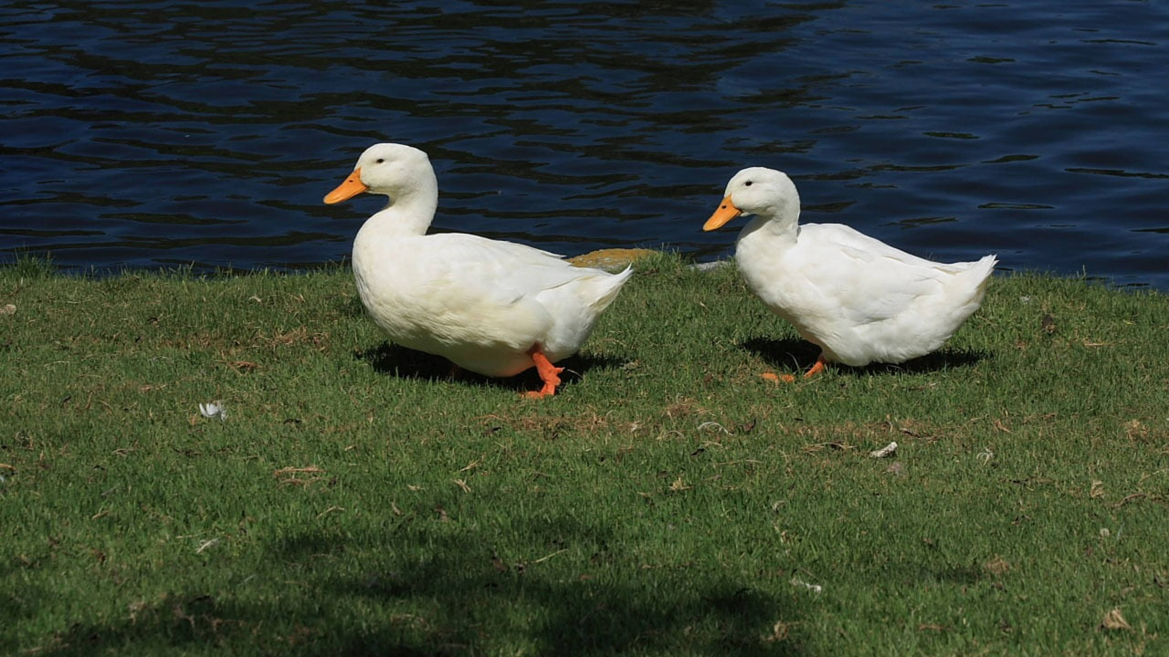 White Duck 桌布 壁紙 — 兩隻白色鴨子，有橙色喙和腳，站在綠色草地上，旁邊是深色漣漪的水面，在明亮的陽光下。