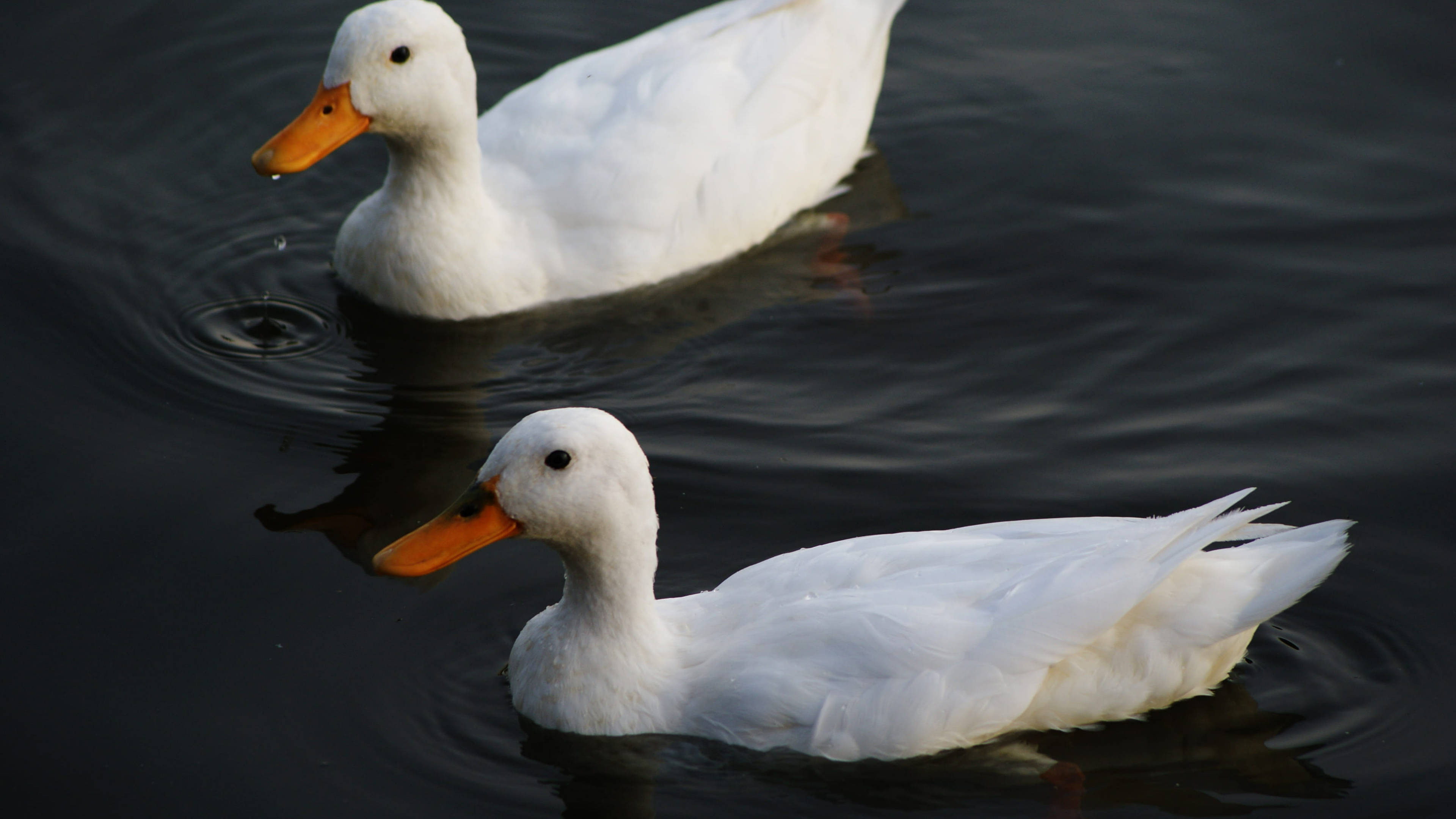 White Duck 桌布 壁紙 — 兩隻白色鴨子，橙色喙，在深色水面上平靜地滑行，周圍泛起輕柔的漣漪。