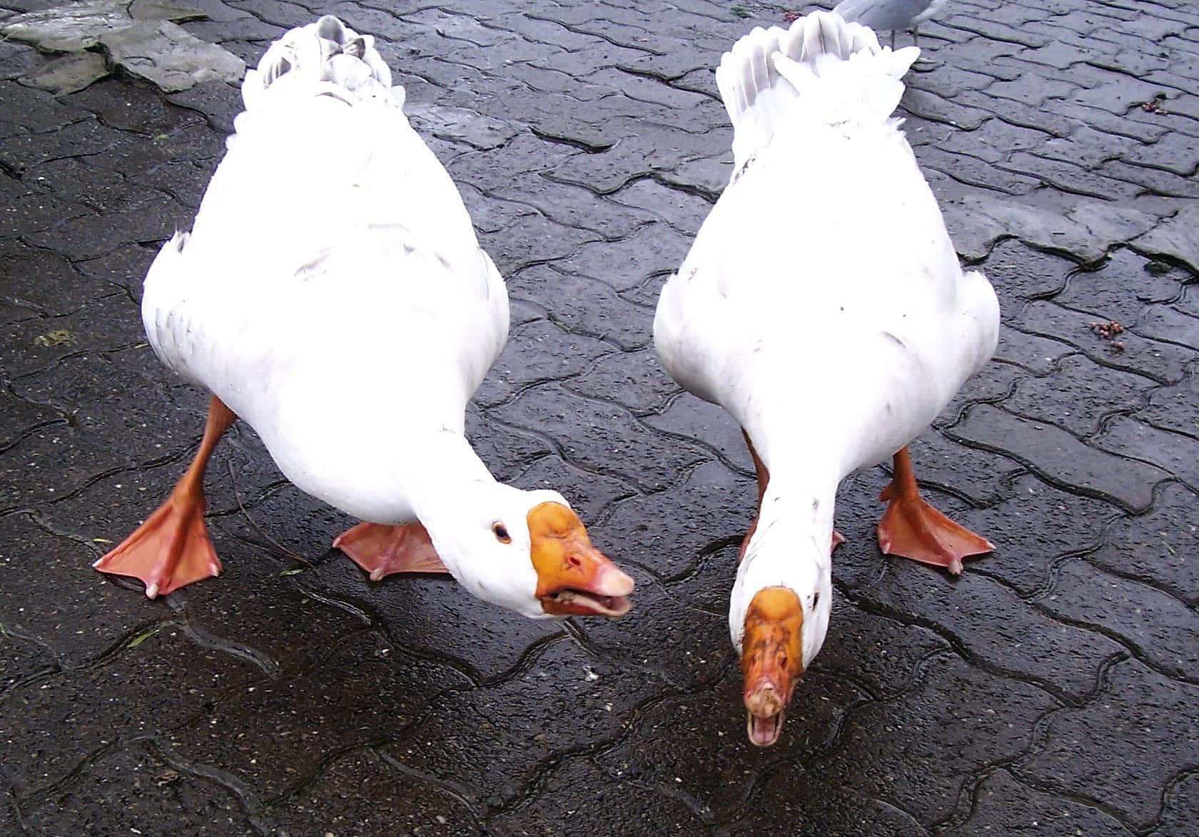 Goose 桌布 壁紙 — 兩隻白色鵝，有橙色喙和腳，在濕漉漉的鵝卵石路面上覓食。