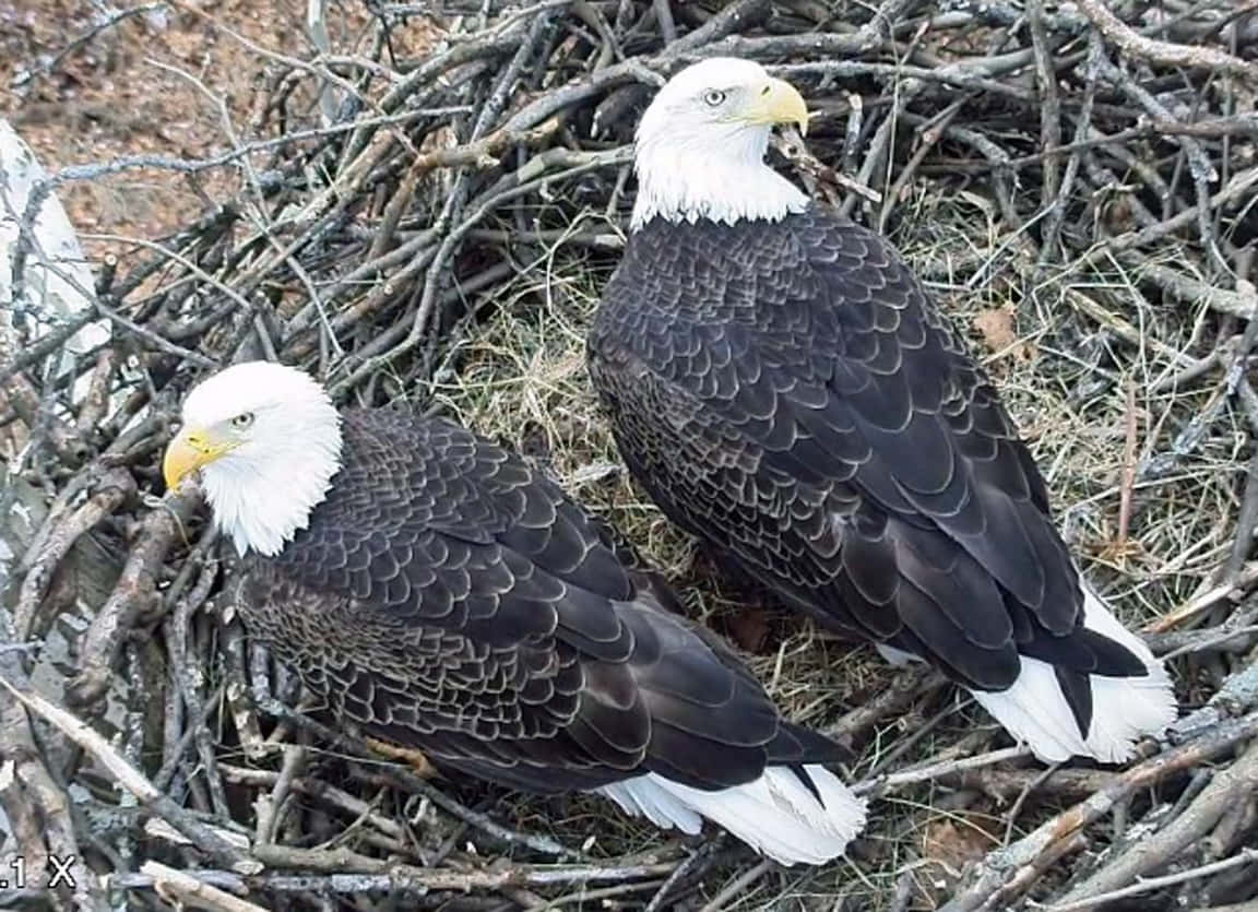 Eagle 桌布 壁紙 — 兩隻白頭鷹，頭部白色，喙部黃色，棲息在一個由樹枝搭建的大巢中，背景是 earthy 的棕色和灰色。