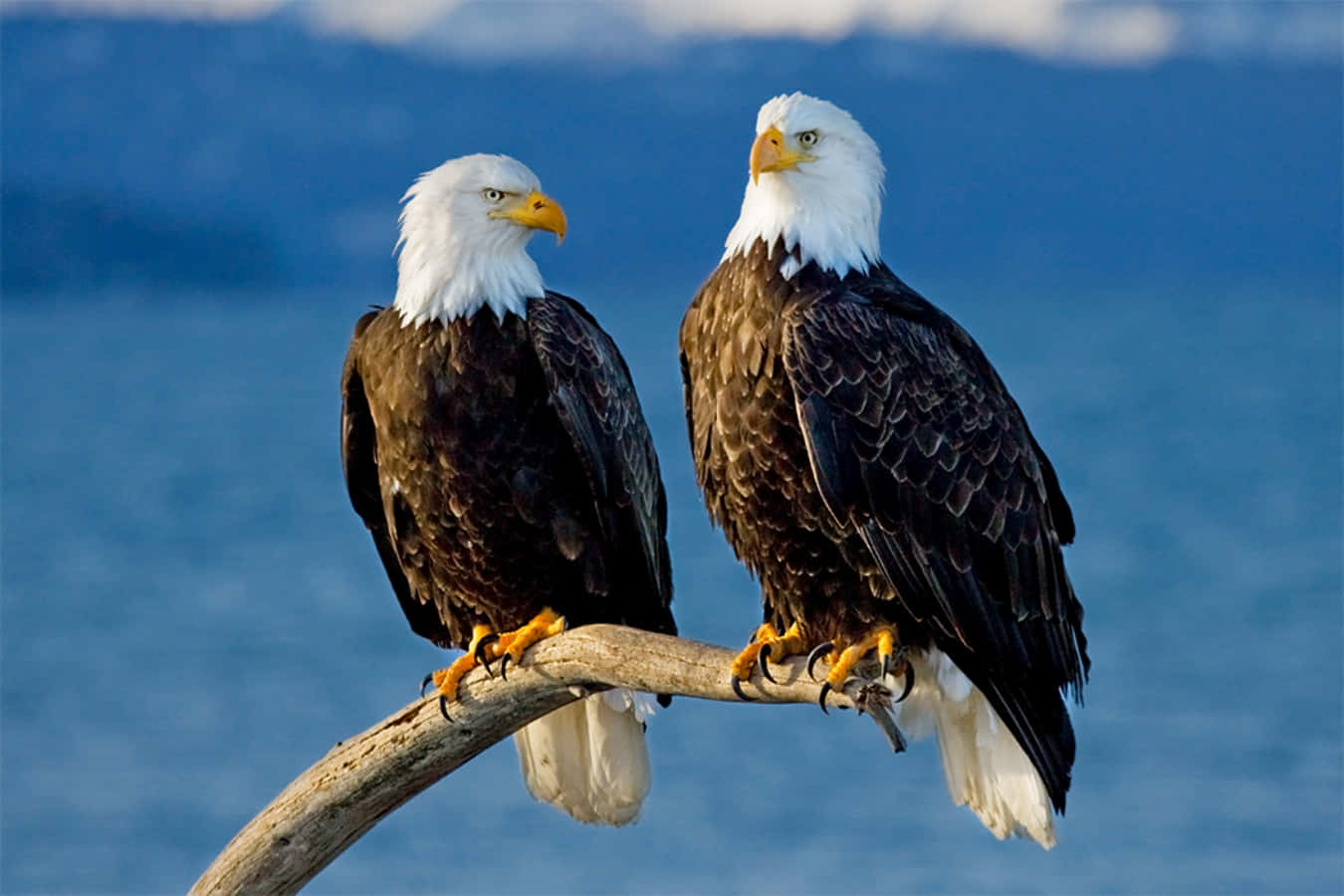 Eagles 桌布 壁紙 — 兩隻白頭鷹並排棲息在一根風化的樹枝上，俯瞰著晴朗天空下廣闊的藍色水域。