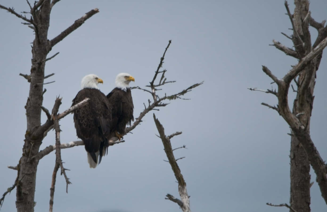 Eagles 桌布 壁紙 — 兩隻白頭鷹並排棲息在光禿禿的樹枝上，背景是柔和的灰色天空。