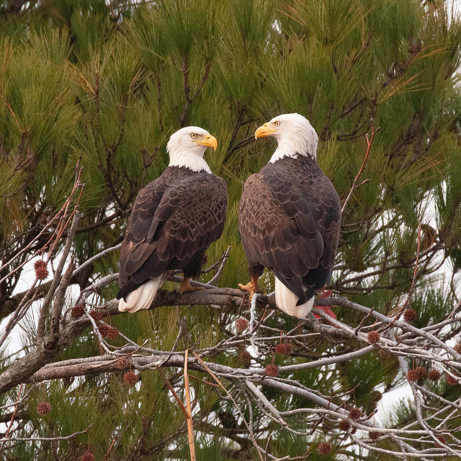 Eagles 桌布 壁紙 — 兩隻白頭鷹並排棲息在松樹枝上，在綠色針葉和光禿禿的樹枝背景下，專注地凝視著對方。