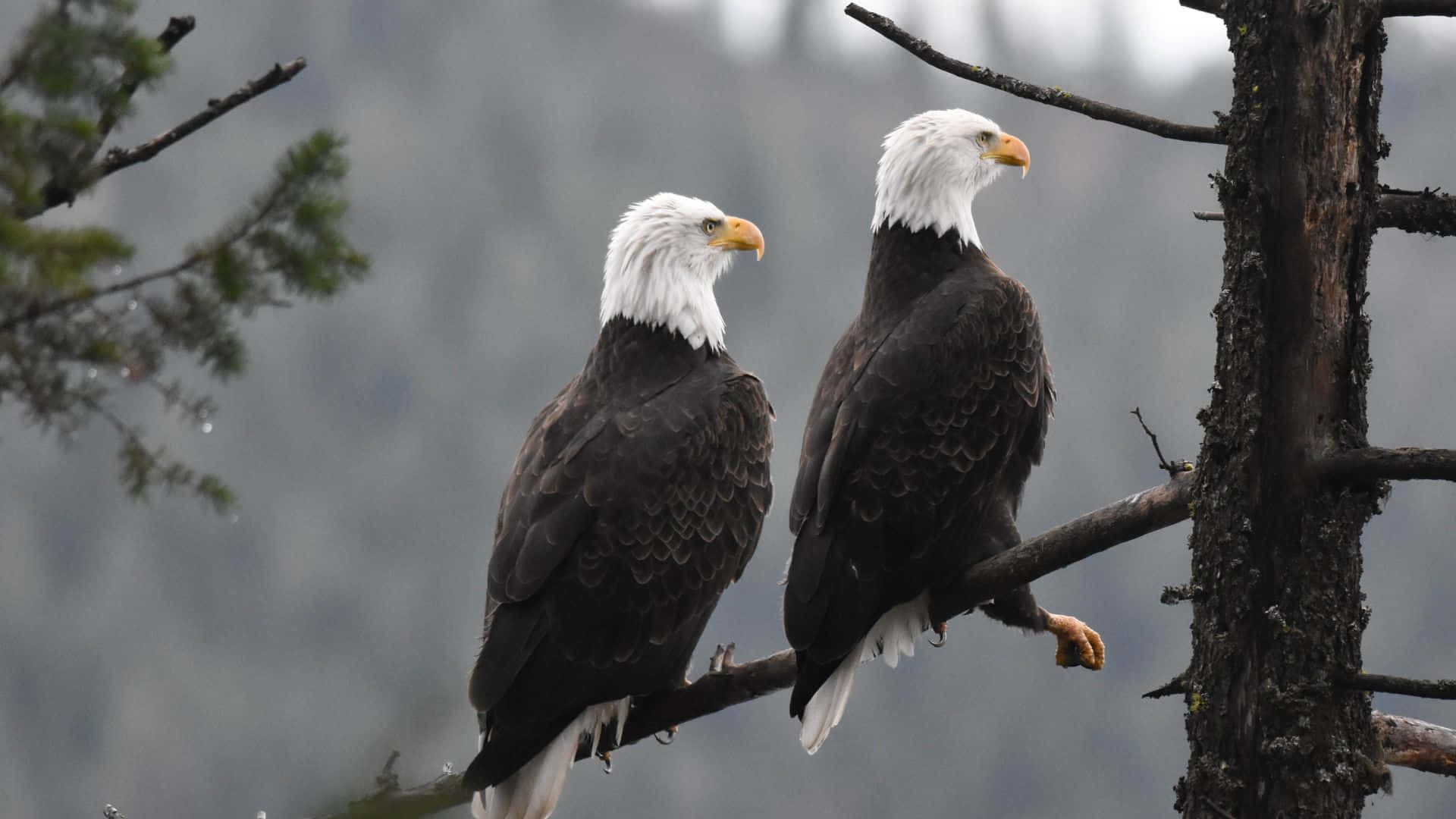 Eagles 桌布 壁紙 — 兩隻白頭鷹並排棲息在長滿苔蘚的樹枝上，俯瞰著霧氣瀰漫的森林。