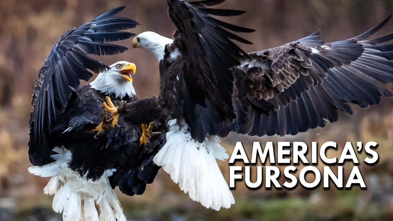 Bald Eagle 桌布 壁紙 — 兩隻白頭鷹在半空中鎖住爪子，背景是模糊的森林，並有粗體文字疊加。