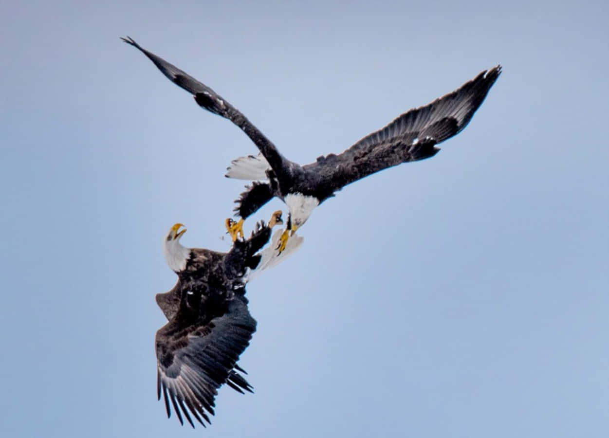 Eagles 桌布 壁紙 — 兩隻白頭鷹在晴朗的藍天下翱翔並在空中纏鬥，上演一場戲劇性的空中對峙。