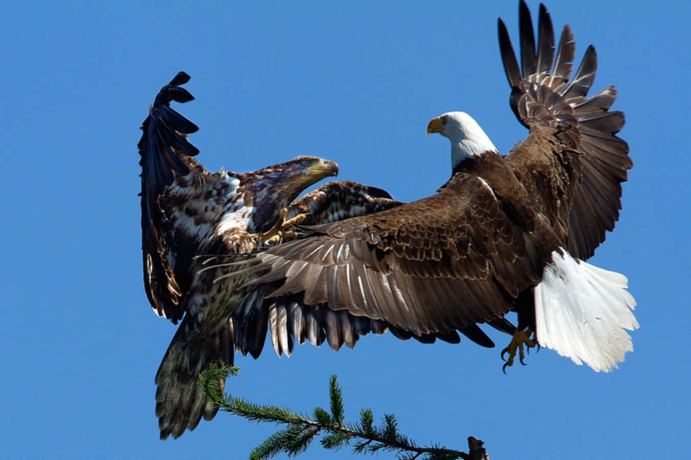Eagles 桌布 壁紙 — 兩隻白頭鷹在松樹枝上方的鮮豔藍空中鎖定爪子。