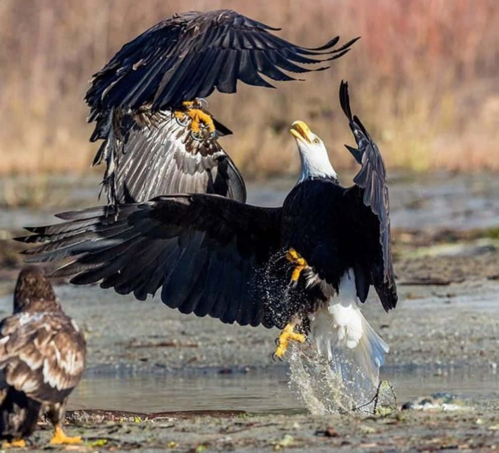 Eagles 桌布 壁紙 — 兩隻白頭鷹在水面上空激烈碰撞，翅膀大張，爪子伸出，進行一場兇猛的空中戰鬥。