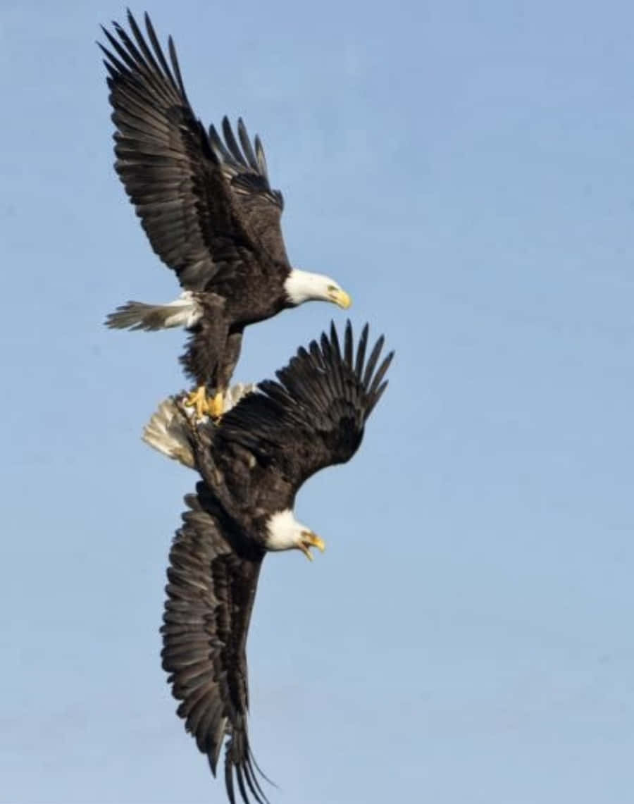 Eagles 桌布 壁紙 — 兩隻白頭鷹在清澈的藍天中優雅地翱翔，翅膀在空中完全展開。