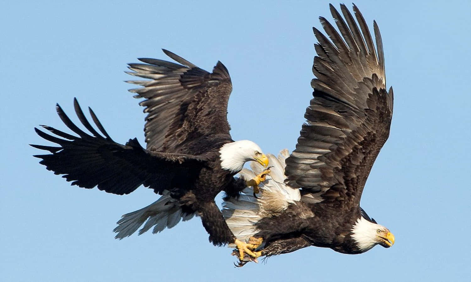 Eagles 桌布 壁紙 — 兩隻白頭鷹在清澈的藍天中半空中鎖定爪子，進行激烈的空中搏鬥。