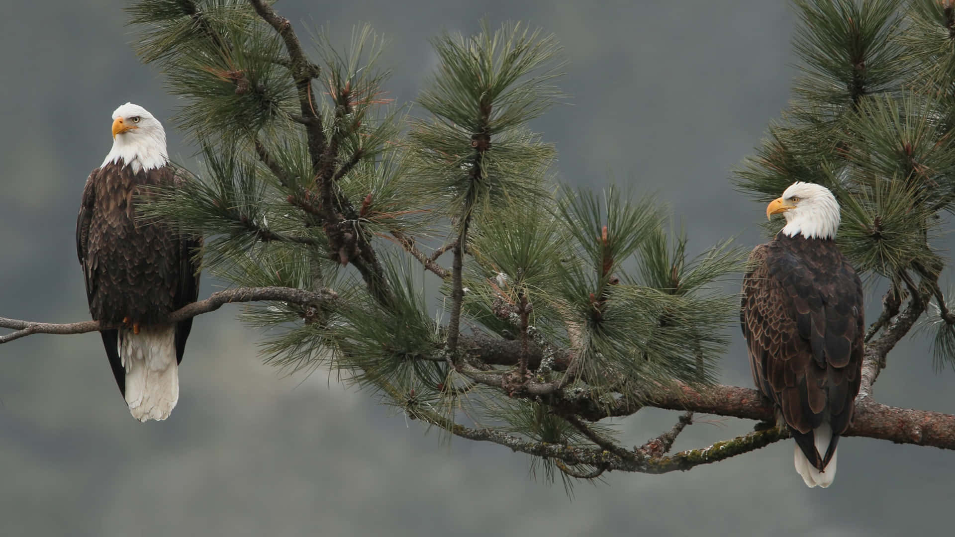 Eagles 桌布 壁紙 — 兩隻白頭鷹威嚴地棲息在松樹枝上，背景是霧濛濛的森林。