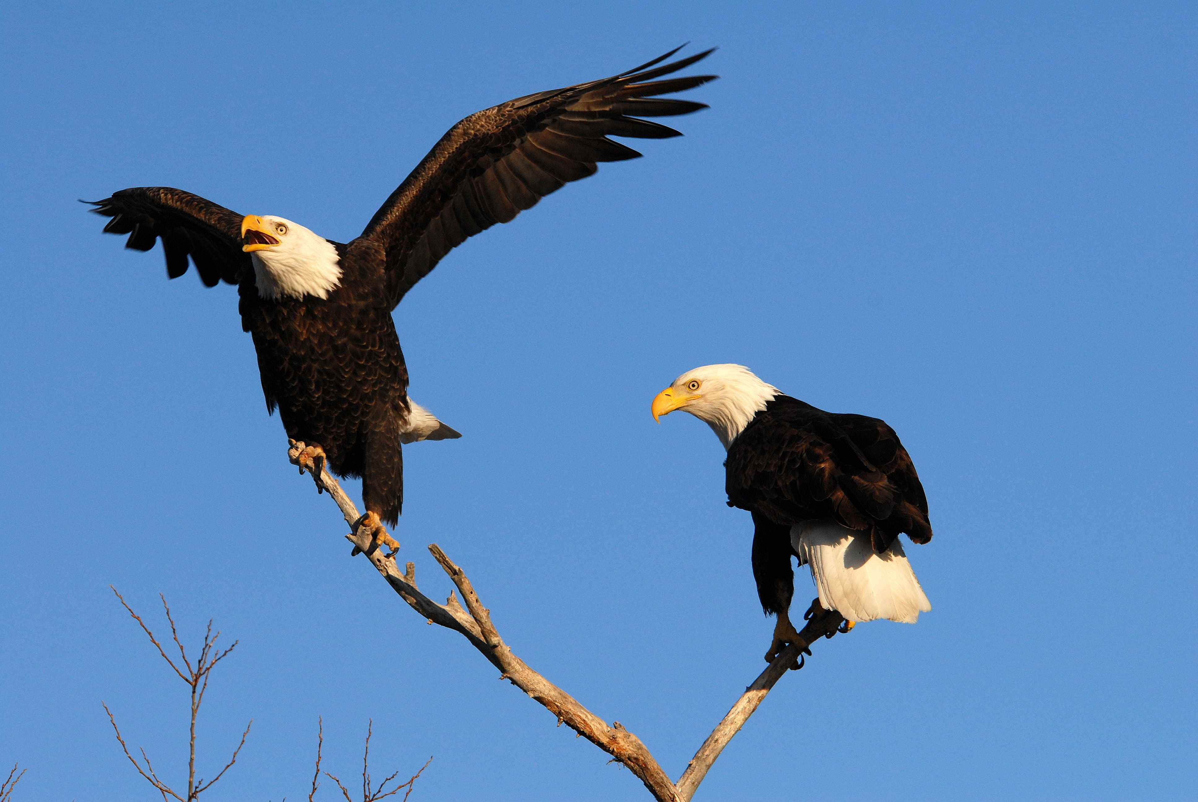 Eagles 桌布 壁紙 — 兩隻白頭鷹棲息在光禿的樹枝上，背景是清澈的藍天，一隻展開翅膀，另一隻靜靜地觀望。