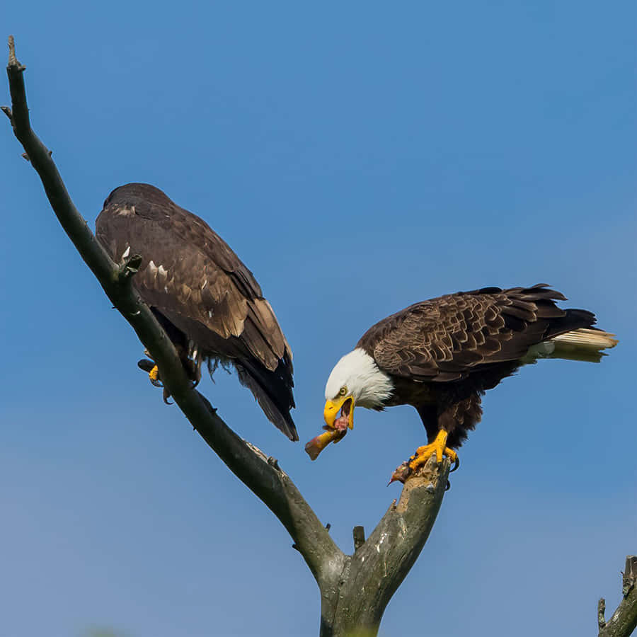 Young Eagle 桌布 壁紙 — 兩隻白頭鷹棲息在光禿禿的樹枝上，一隻在吃魚，另一隻在清澈的藍天下觀望。