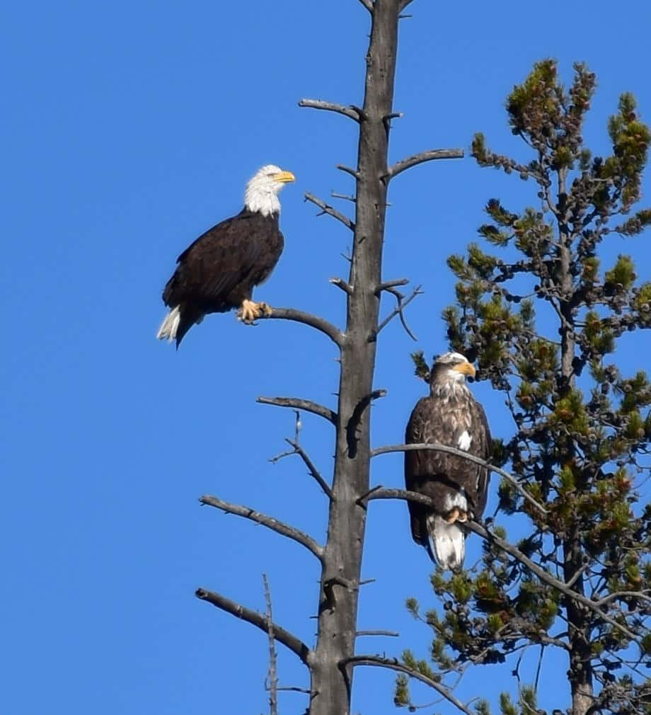 Eagles 桌布 壁紙 — 兩隻白頭鷹棲息在光禿禿的樹枝上，背景是晴朗的藍天，附近有松樹葉。