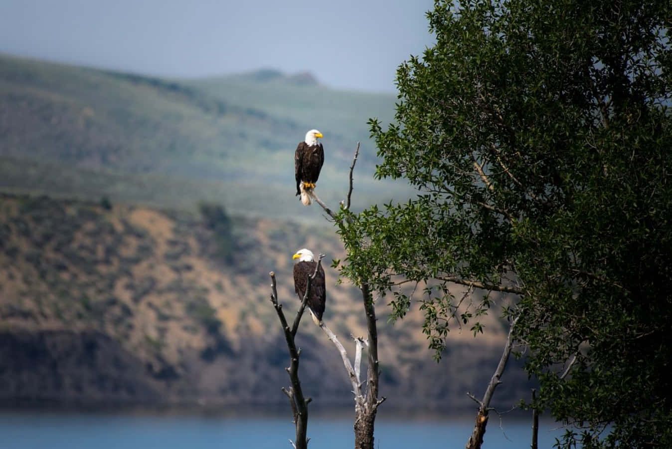 Eagles 桌布 壁紙 — 兩隻白頭鷹棲息在光禿禿的樹枝上，俯瞰著平靜的藍色湖泊，背景是連綿起伏的綠色山丘。