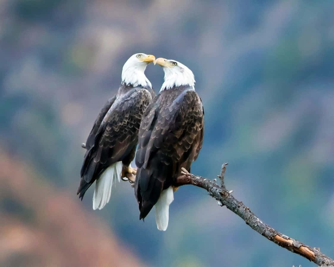 Eagles 桌布 壁紙 — 兩隻白頭鷹緊密地棲息在樹枝上，彼此面對面，頭部傾斜，在模糊的山景背景下展現溫柔的時刻。