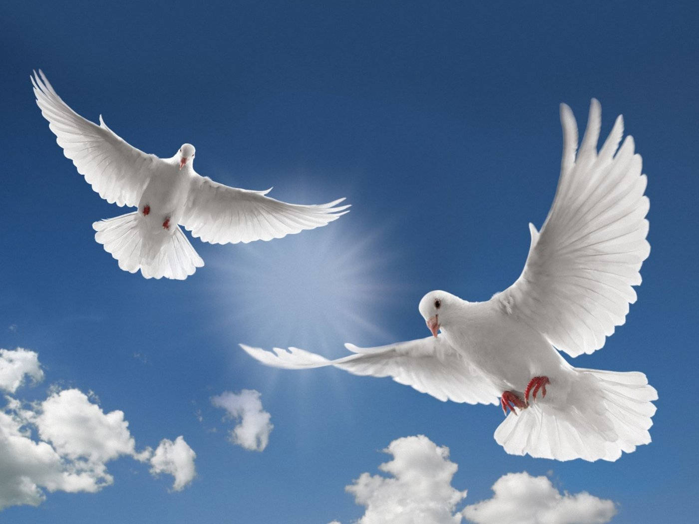 鳥 桌布 壁紙 — 兩隻白鴿在充滿蓬鬆雲朵和燦爛陽光的鮮豔藍天中優雅翱翔。