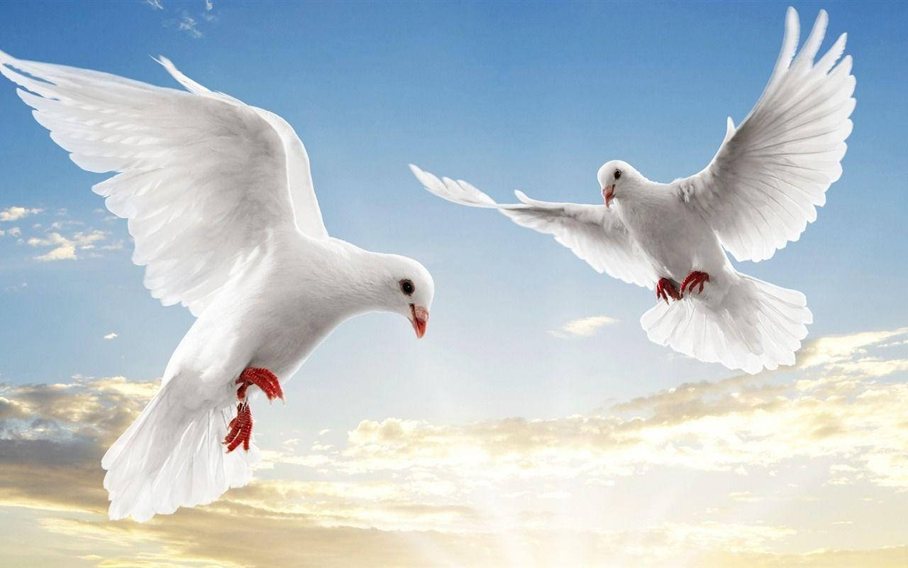 World 桌布 壁紙 — 兩隻白鴿在日出時分，優雅地翱翔於帶有金色雲彩的鮮豔藍天中。
