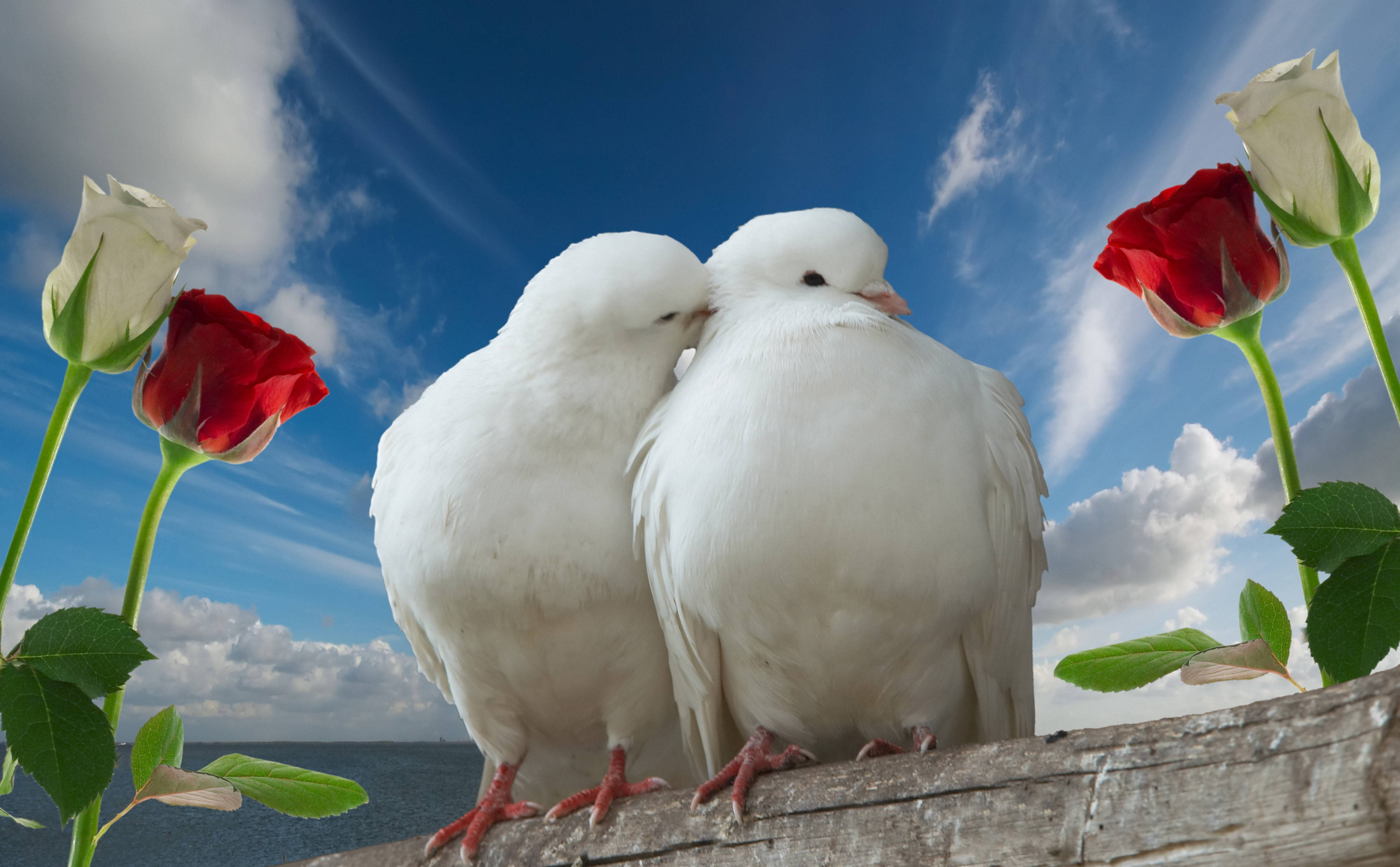 birds 桌布 壁紙 — 兩隻白鴿在木架上親暱地依偎，旁邊有紅白玫瑰，背景是明亮的藍天。