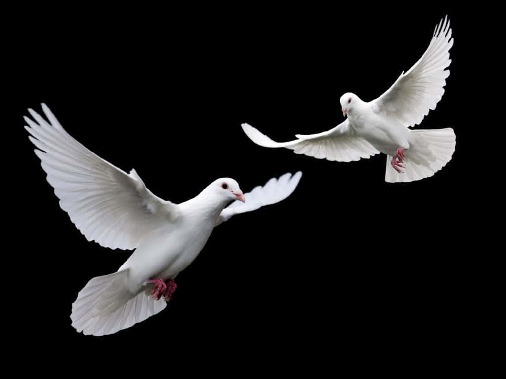 Dove 桌布 壁紙 — 兩隻白鴿在純黑背景上優雅翱翔，雙翼完全展開。