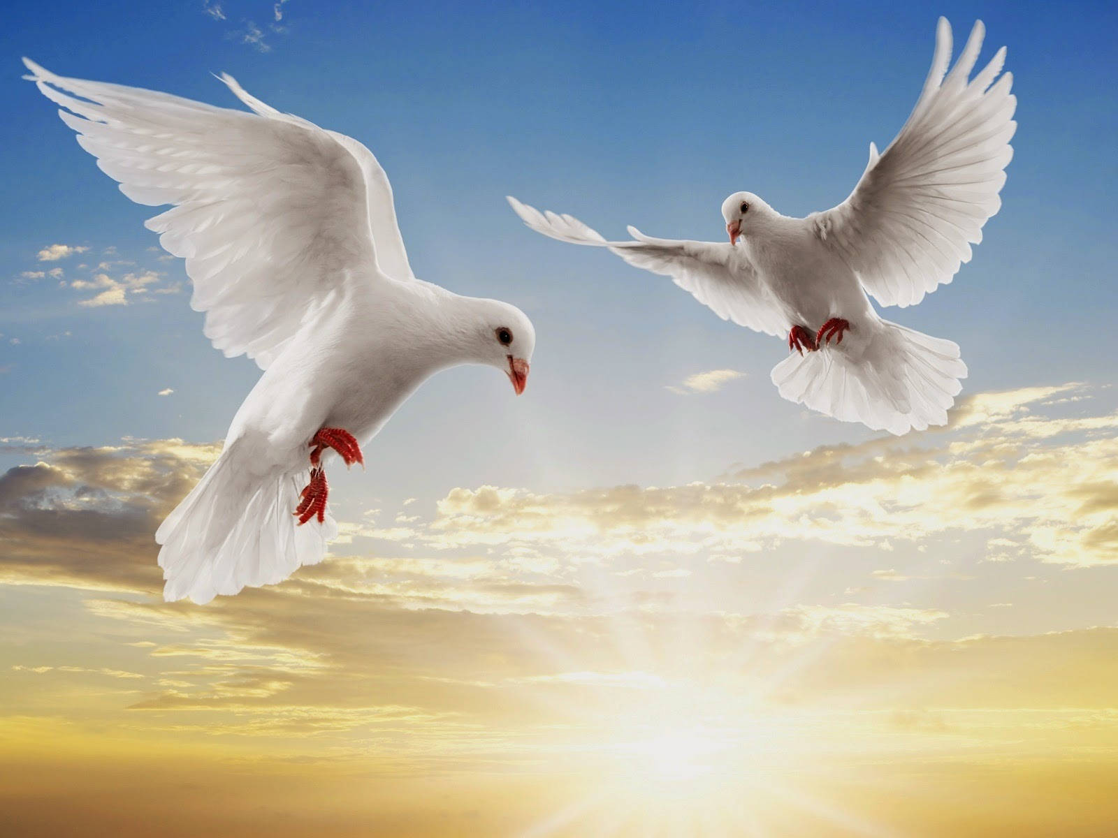 birds 桌布 壁紙 — 兩隻白鴿在金色夕陽天空下優雅翱翔，伴隨著燦爛陽光和柔軟雲朵。