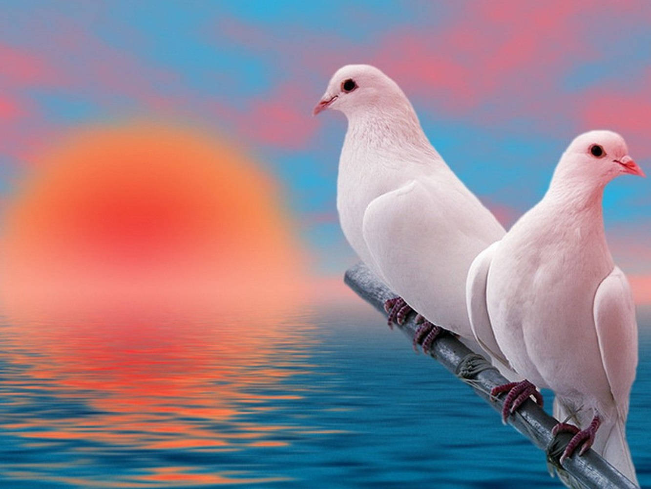Dove 桌布 壁紙 — 兩隻白鴿平靜地棲息在水波蕩漾上方的樹枝上，一輪鮮豔的橙色夕陽在粉紅和藍色的天空中落下。