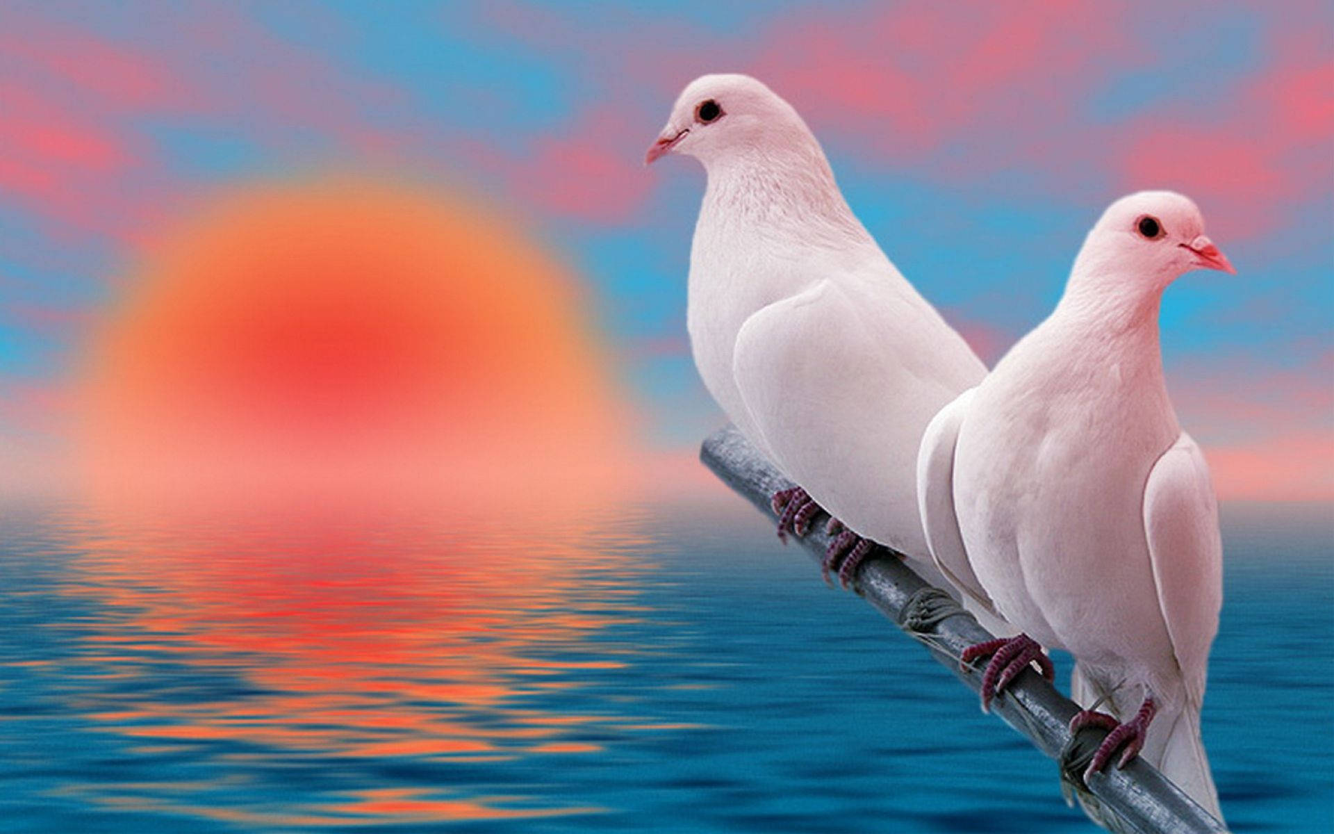 birds 桌布 壁紙 — 兩隻白鴿棲息在平靜水面上的樹枝上，一輪充滿活力的橙色夕陽在粉紅和藍色的天空中落下。
