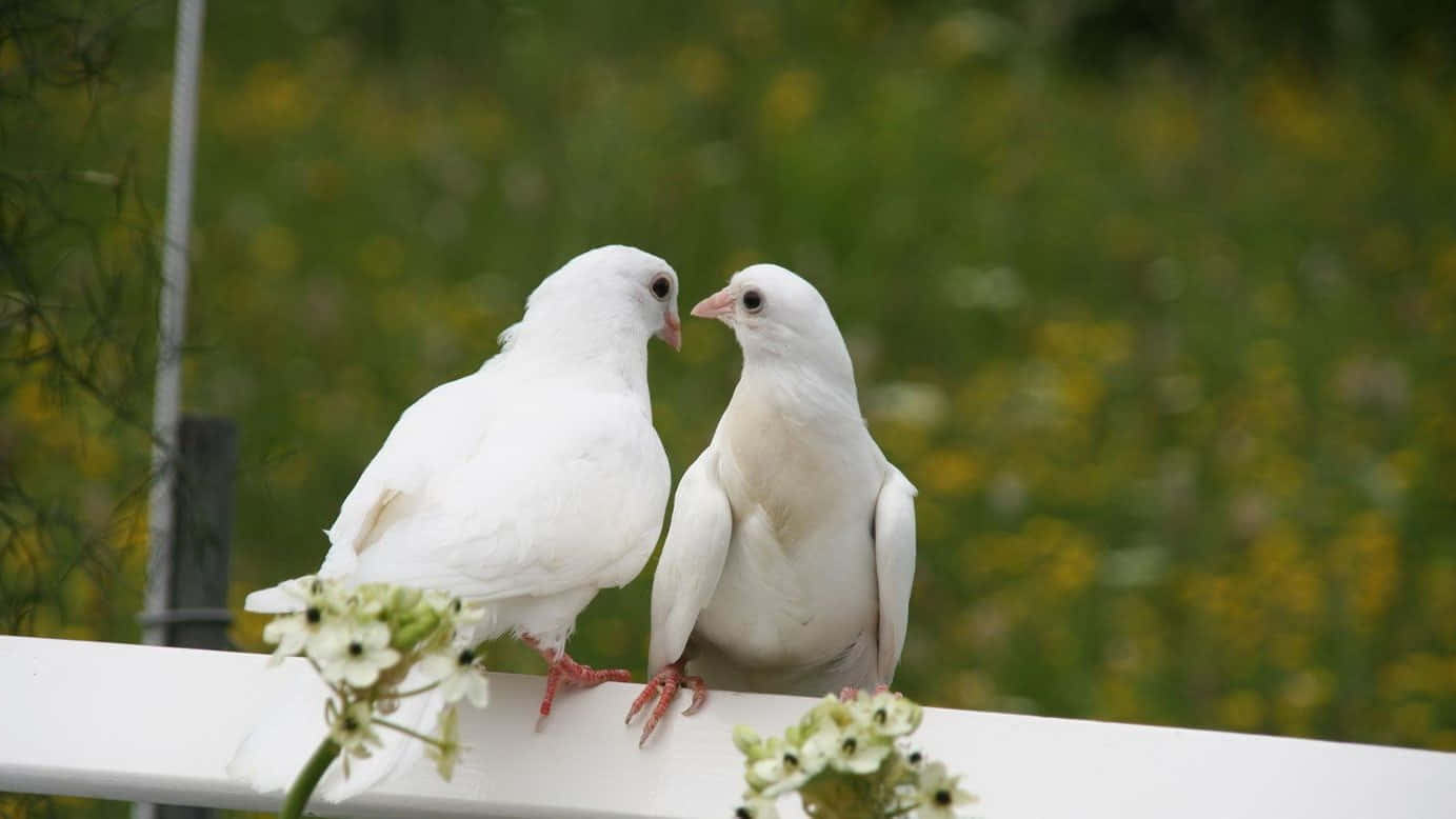 pigeon 桌布 壁紙 — 兩隻白鴿緊密地棲息在一個白色籬笆上，背景是柔焦的綠色和黃色野花田。