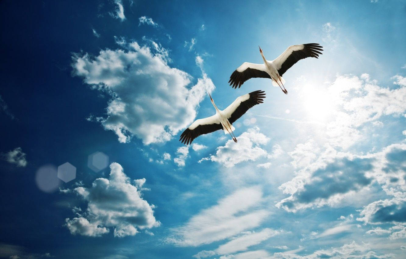 Birds Flying 桌布 壁紙 — 兩隻白鸛在點綴著蓬鬆白雲和燦爛陽光的鮮豔藍天中優雅翱翔。