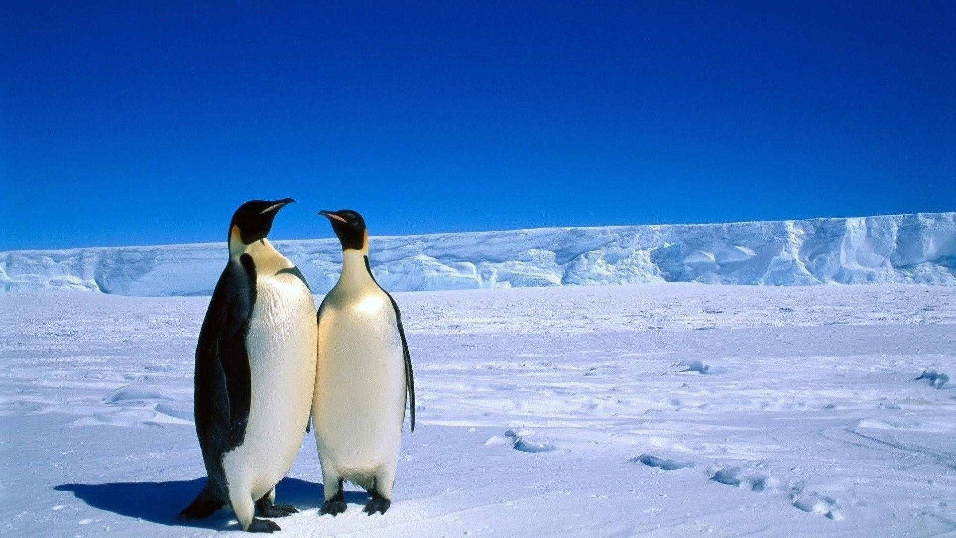 Antarctica 桌布 壁紙 — 兩隻皇帝企鵝在廣闊的雪原上緊密地站在一起，背景是晴朗的藍天和遠處的冰崖。