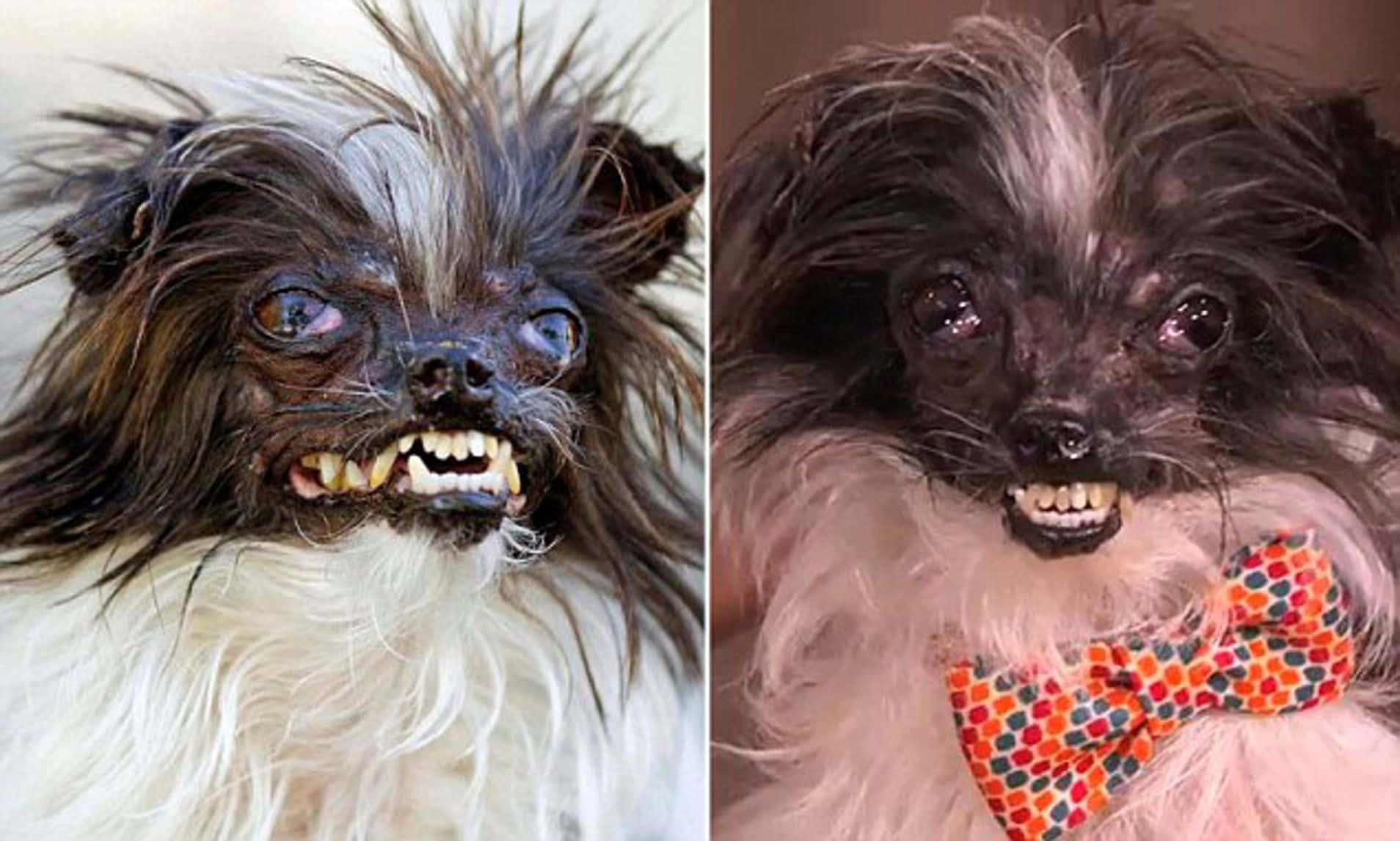 shih tzu 桌布 壁紙 — 兩隻皺紋無毛狗，毛髮狂野，露出牙齒，其中一隻戴著彩色蝴蝶結。