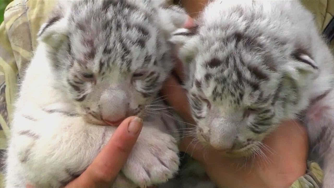 Bengal Tiger 桌布 壁紙 — 兩隻睏倦的白色老虎寶寶在人類手中輕輕休息，帶有柔和的灰色條紋和閉合的眼睛。