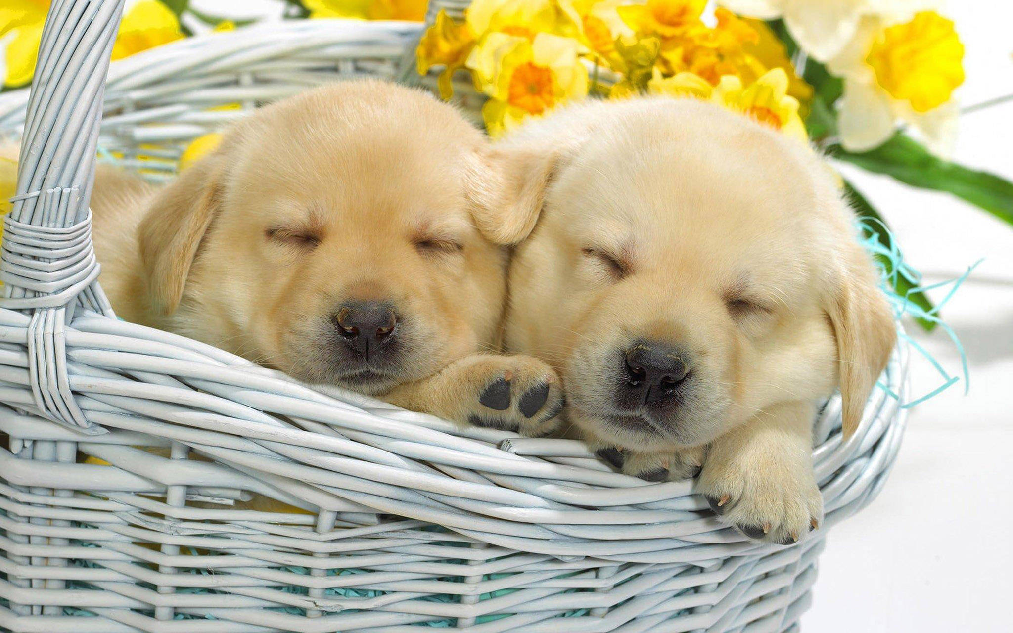 黃金獵犬幼犬 桌布 壁紙 — 兩隻睏倦的金毛尋回犬幼崽在白色柳條籃中，旁邊有鮮黃色的水仙花，安詳地打盹。