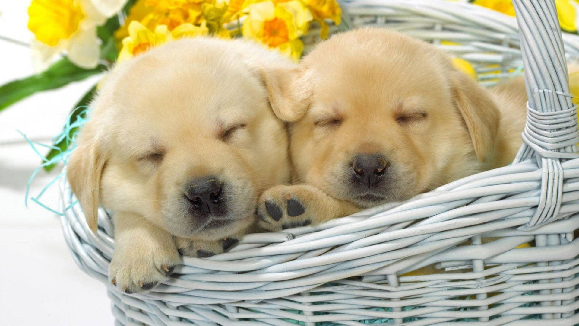 Dogs 桌布 壁紙 — 兩隻睏倦的金色小狗在白色柳條籃中，旁邊有鮮黃色的水仙花，安靜地打盹。