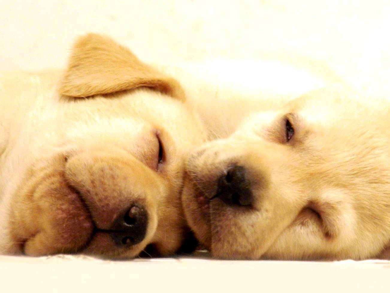 Dogs 桌布 壁紙 — 兩隻睏倦的黃色拉布拉多幼犬在柔軟的白色表面上依偎著頭，享受舒適溫暖的擁抱。