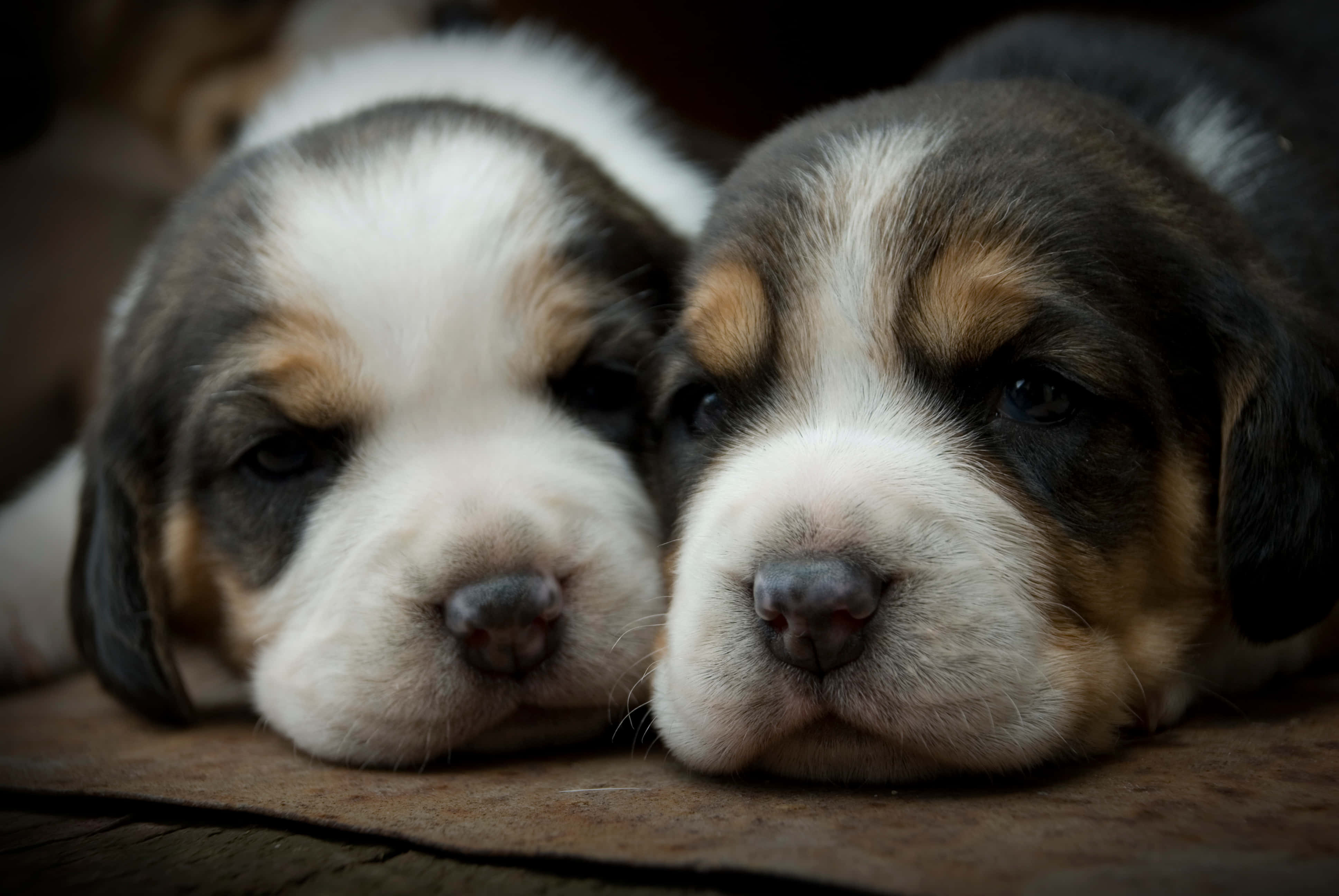 Cute Puppies 桌布 壁紙 — 兩隻睡眼惺忪的三色比格犬幼犬將頭靠在一起放在木質表面上。