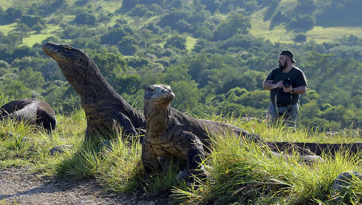 Komodo Dragon 桌布 壁紙 — 兩隻科摩多龍在陽光照耀的草地上休息，攝影師以翠綠的山丘為背景捕捉牠們。