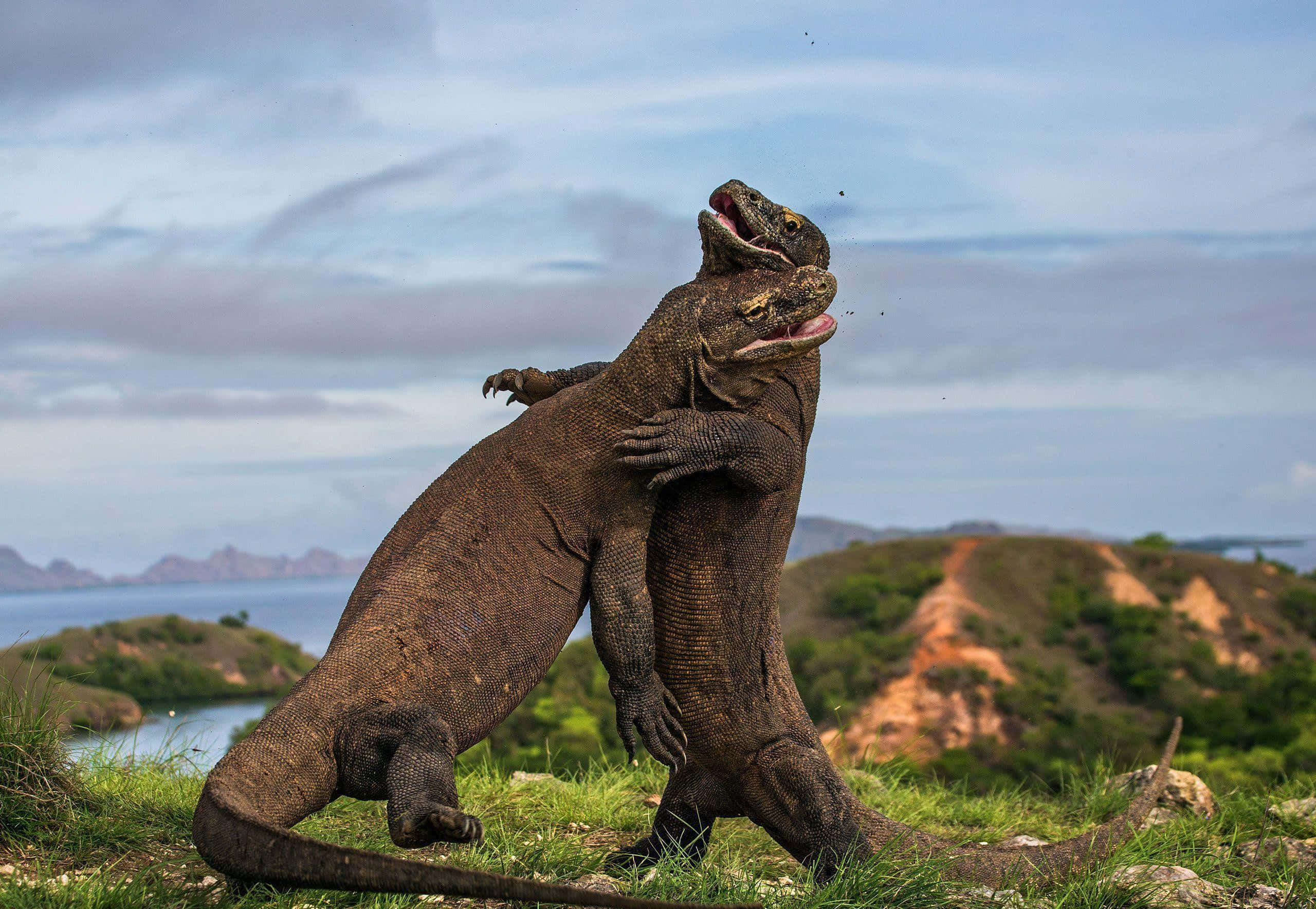 Komodo Dragon 桌布 壁紙 — 兩隻科莫多龍在俯瞰海岸景觀的草地上激烈搏鬥，鎖住對方的下顎。