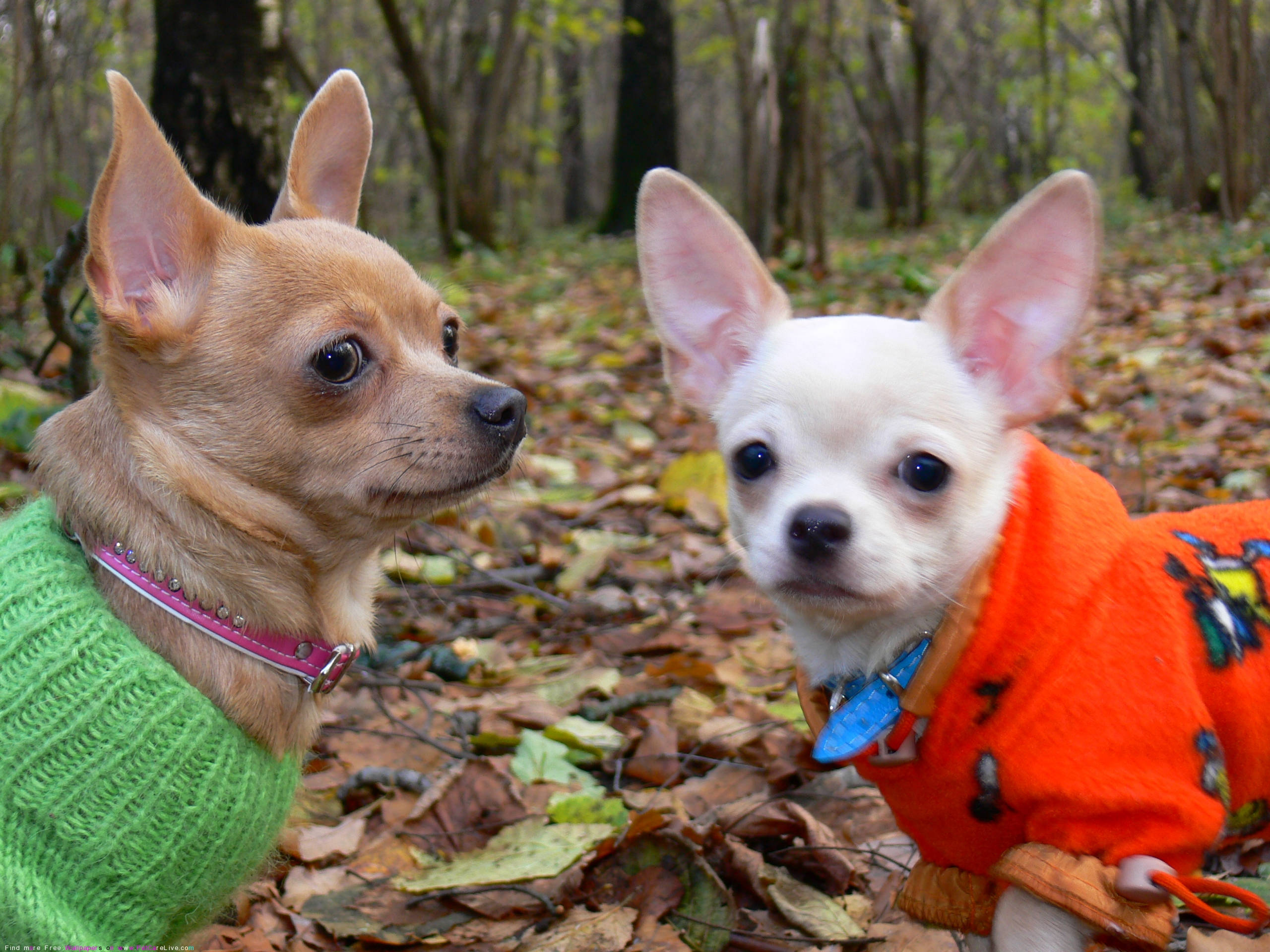 Chihuahua 桌布 壁紙 — 兩隻穿著彩色毛衣的吉娃娃站在森林的落葉中。