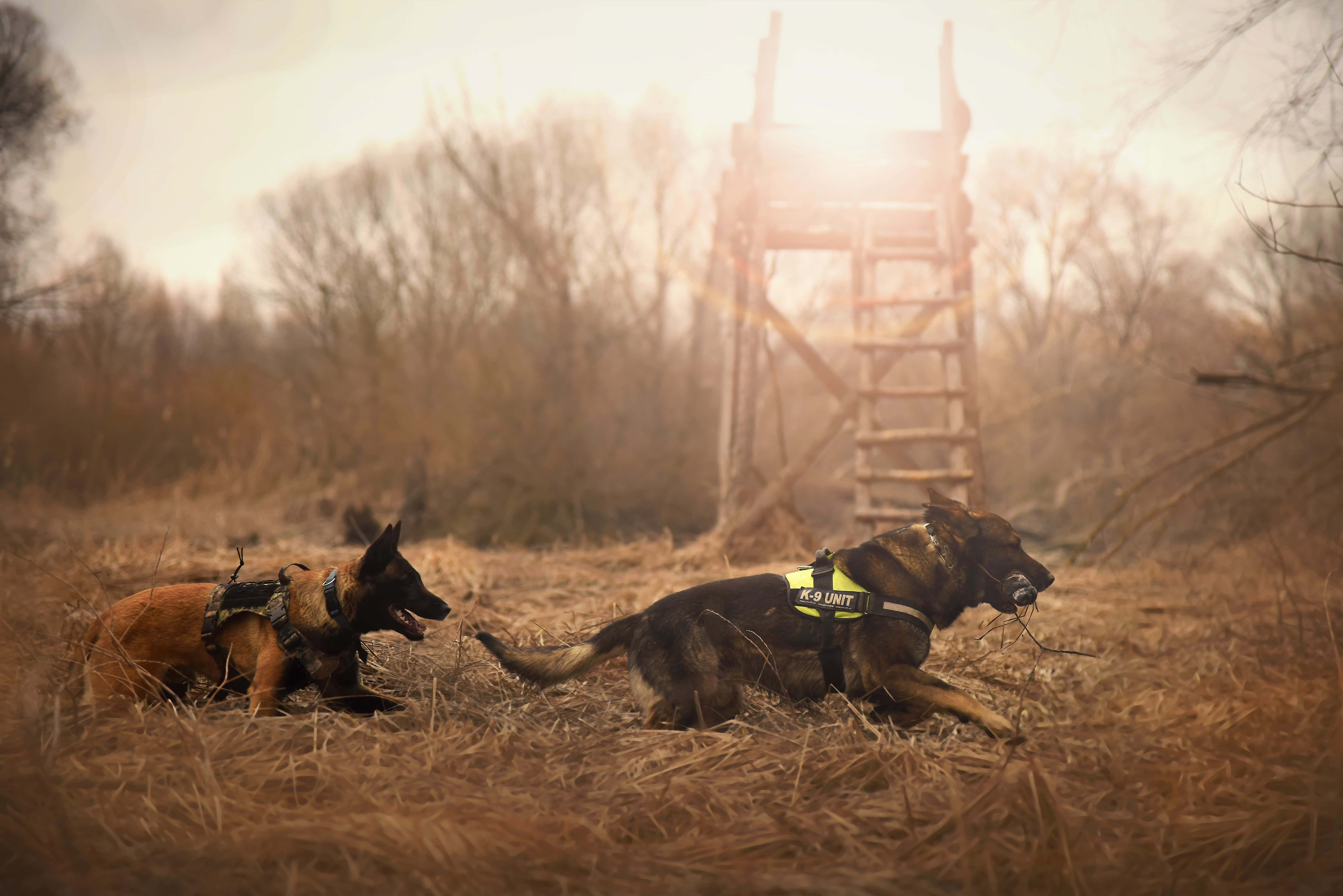 German Shepherd 桌布 壁紙 — 兩隻穿著戰術裝備的警犬在乾草上休息，金色陽光在木塔後方閃耀。
