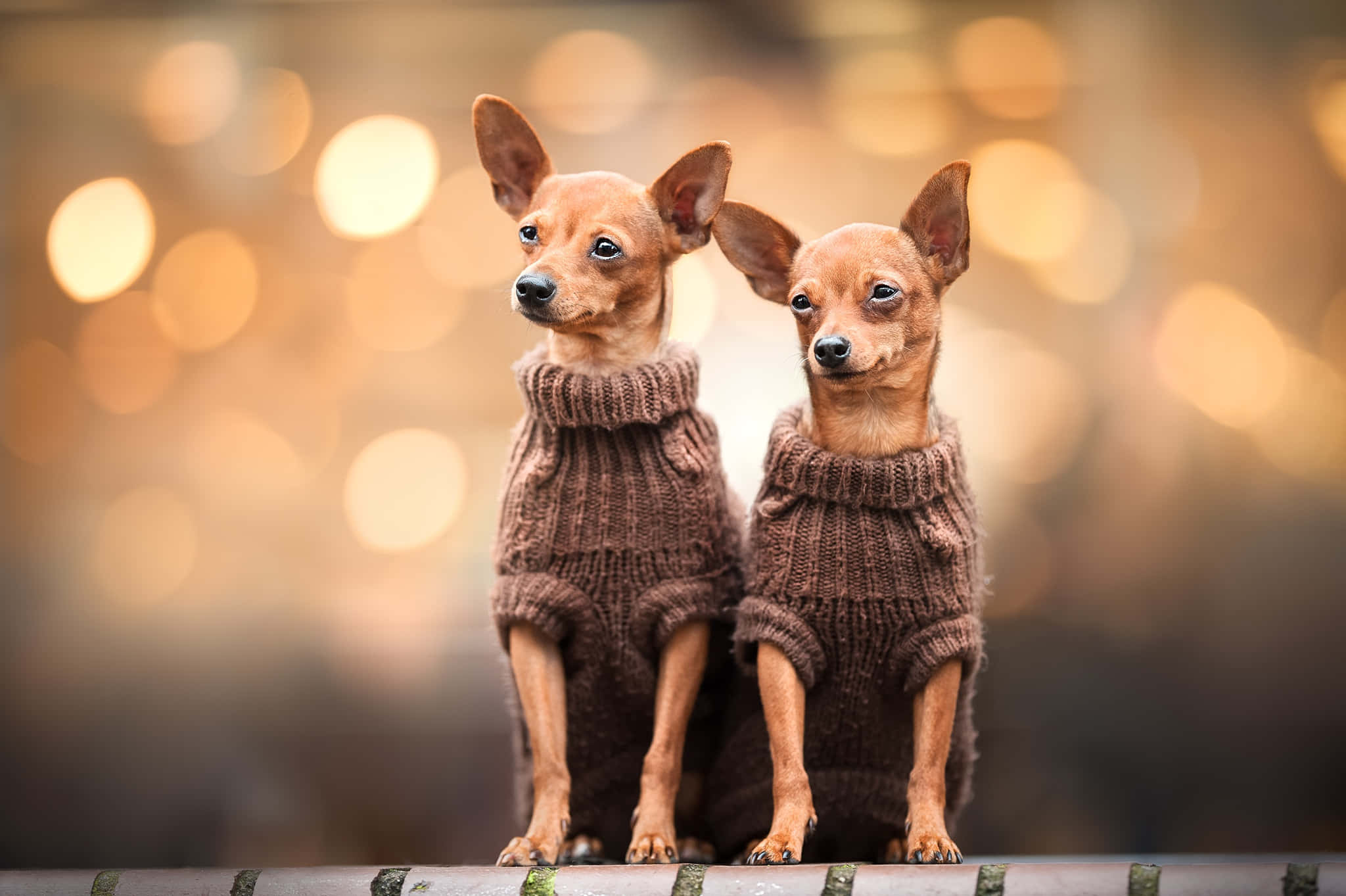 Chihuahua 桌布 壁紙 — 兩隻穿著舒適棕色毛衣的小狗並排坐在長椅上，背景是溫暖的散景。