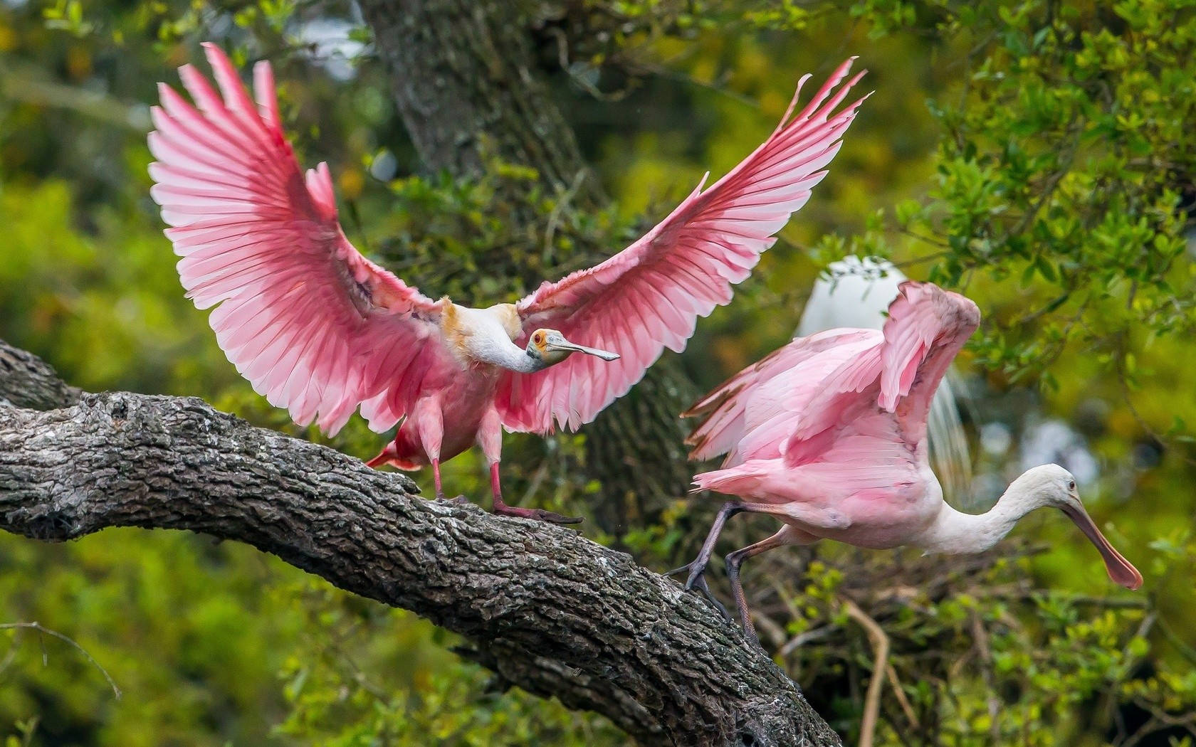 birds 桌布 壁紙 — 兩隻粉紅琵鷺展開翅膀，棲息在茂密綠葉中的樹枝上。