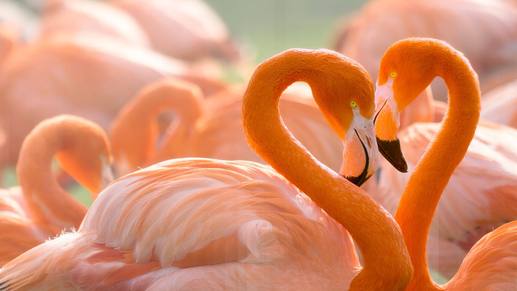 birds 桌布 壁紙 — 兩隻粉紅色火鶴以彎曲的頸部形成心形，背景是更多火鶴的柔和模糊效果。