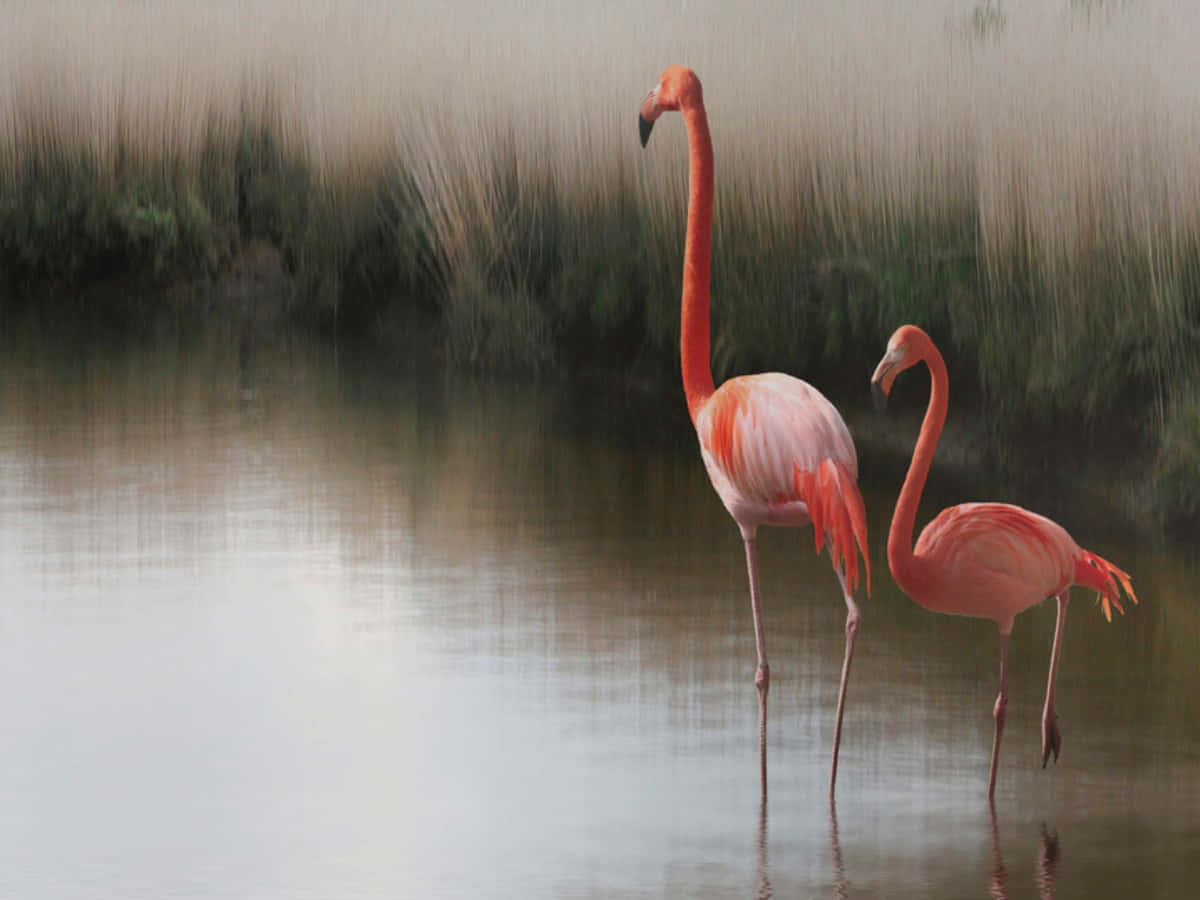 Pink Flamingos 桌布 壁紙 — 兩隻粉紅色的火烈鳥優雅地站在淺水中，背後有柔焦的蘆葦。