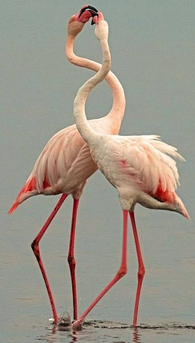birds 桌布 壁紙 — 兩隻粉紅色的火鶴優雅地站在淺水中，彎曲的頸項在溫柔的時刻交纏在一起。