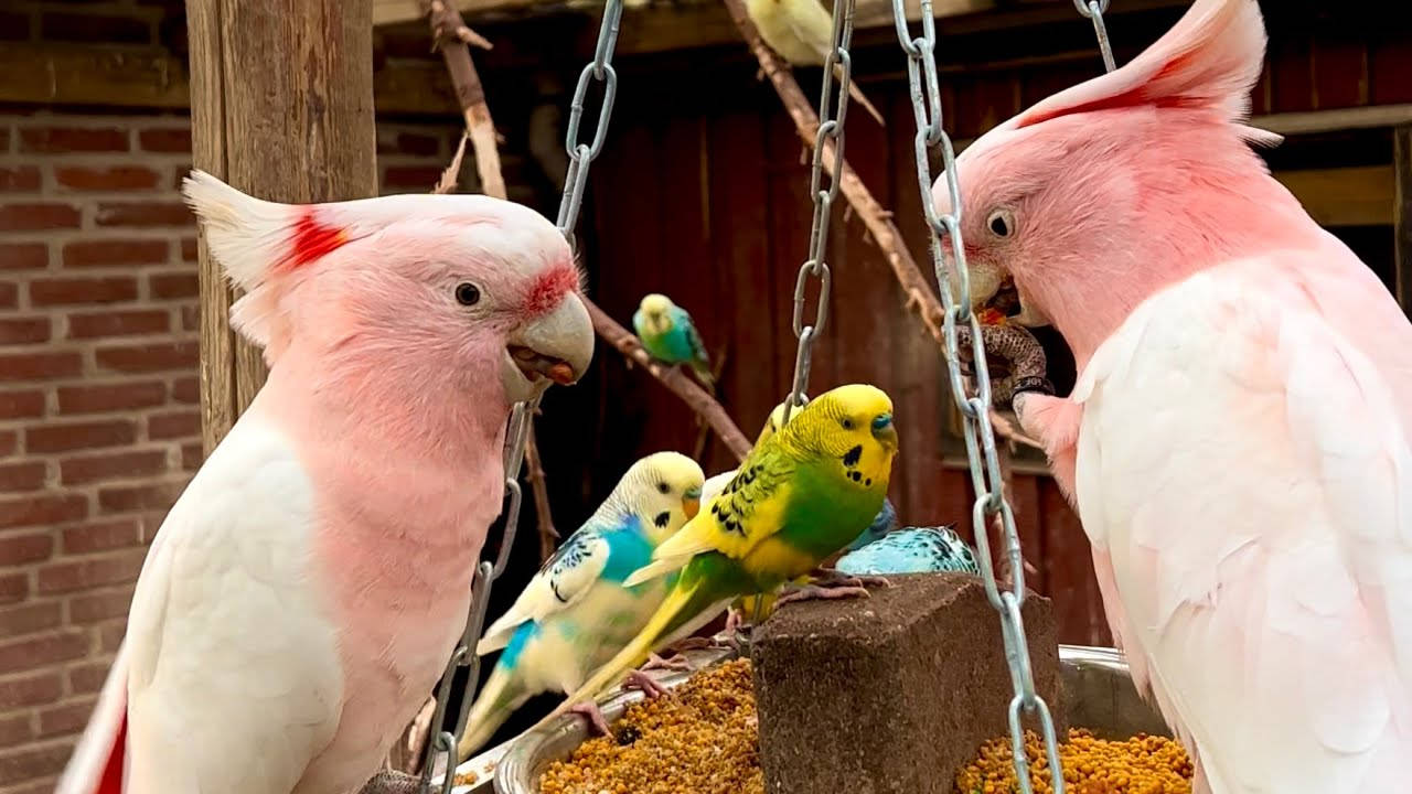 birds 桌布 壁紙 — 兩隻粉紅色鳳頭鸚鵡和色彩繽紛的虎皮鸚鵡棲息在鏈條上，在質樸的木製鳥舍中吃種子。