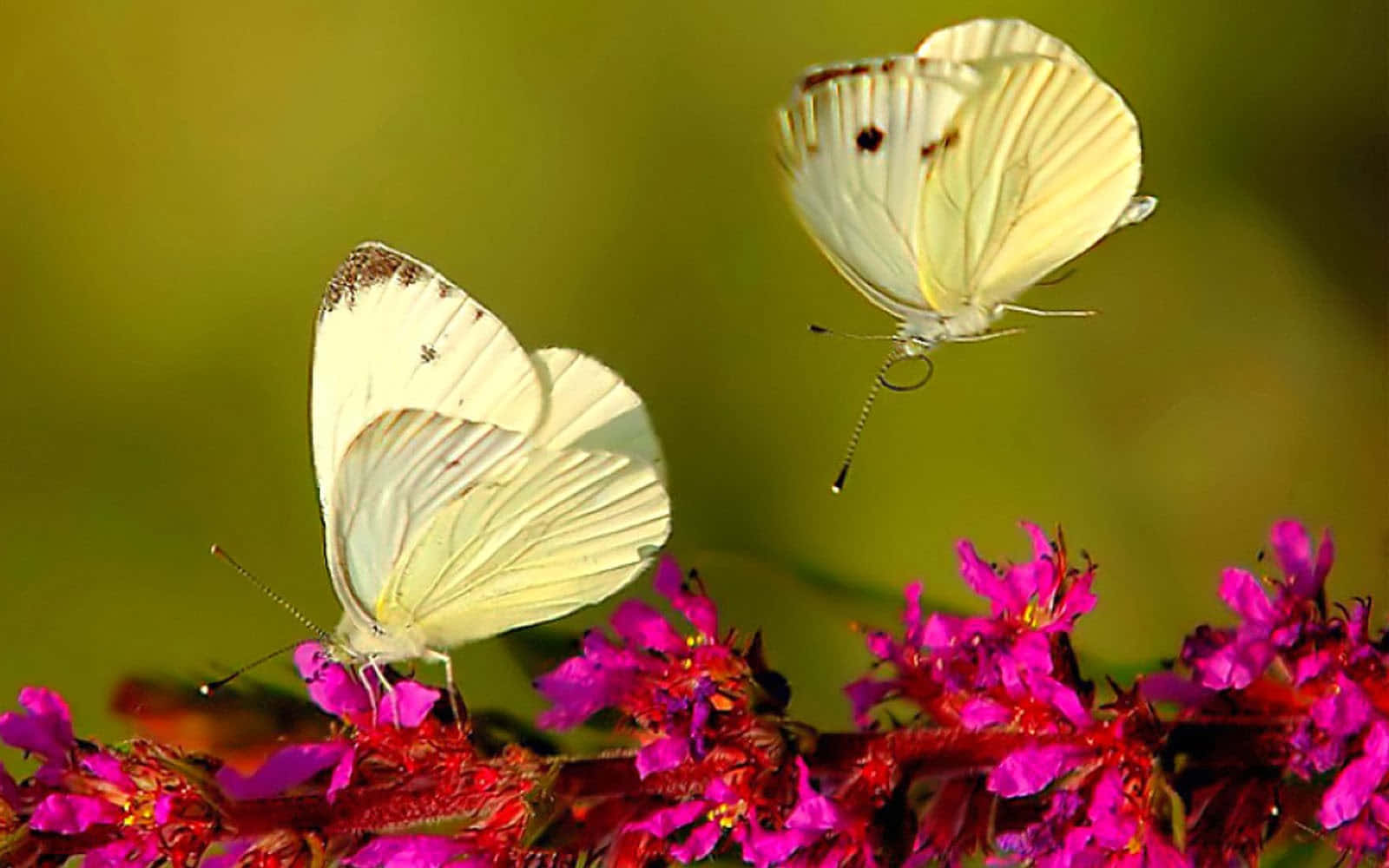 Emerging Butterfly 桌布 壁紙 — 兩隻精緻的白色蝴蝶在鮮豔的洋紅色花朵上盤旋和停留，背景是柔和的綠色。